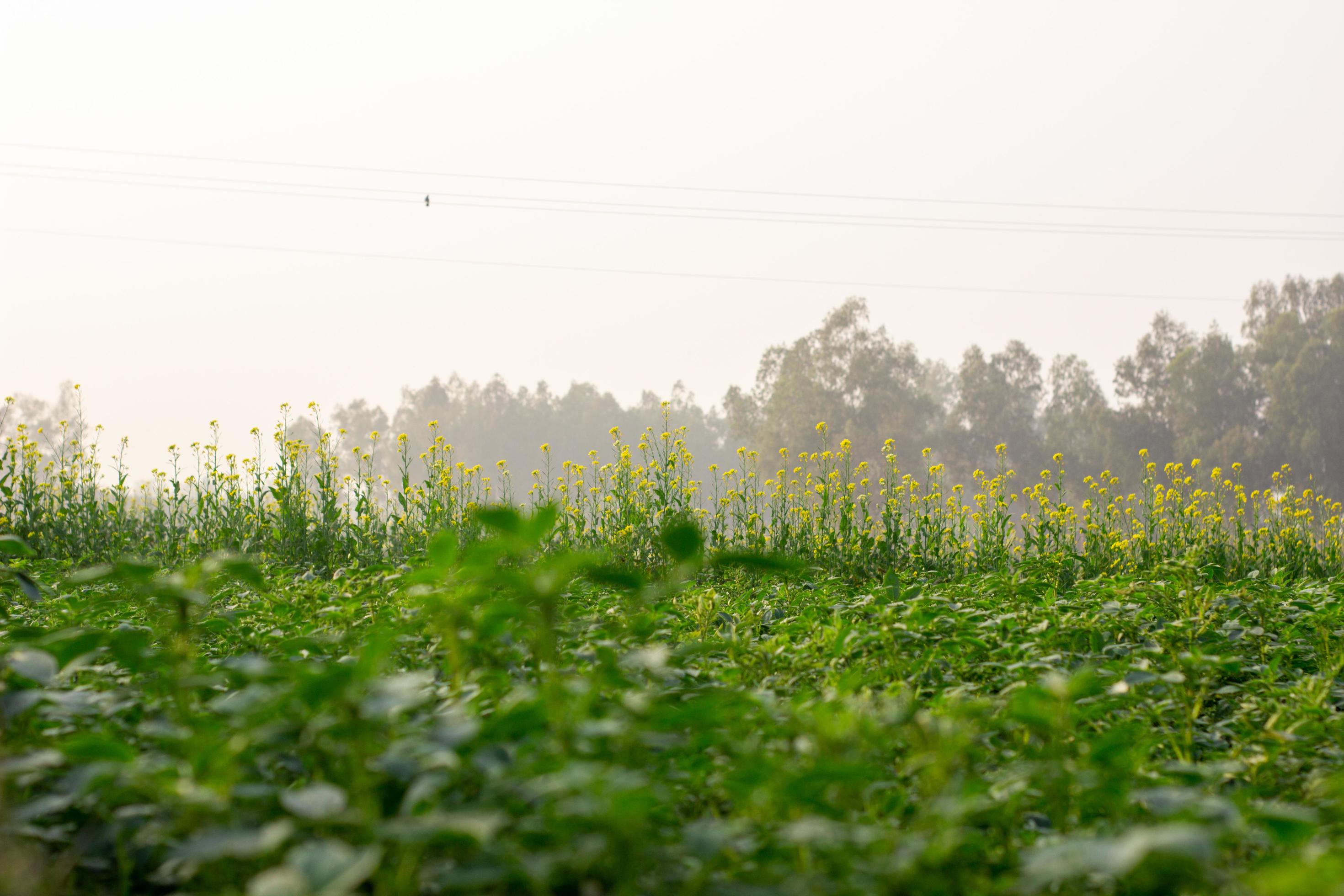 Mustard Beautiful flower – Nature yellow landscape flower Stock Free