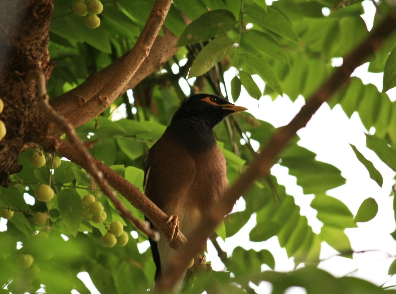 Myna Bird Stock Free