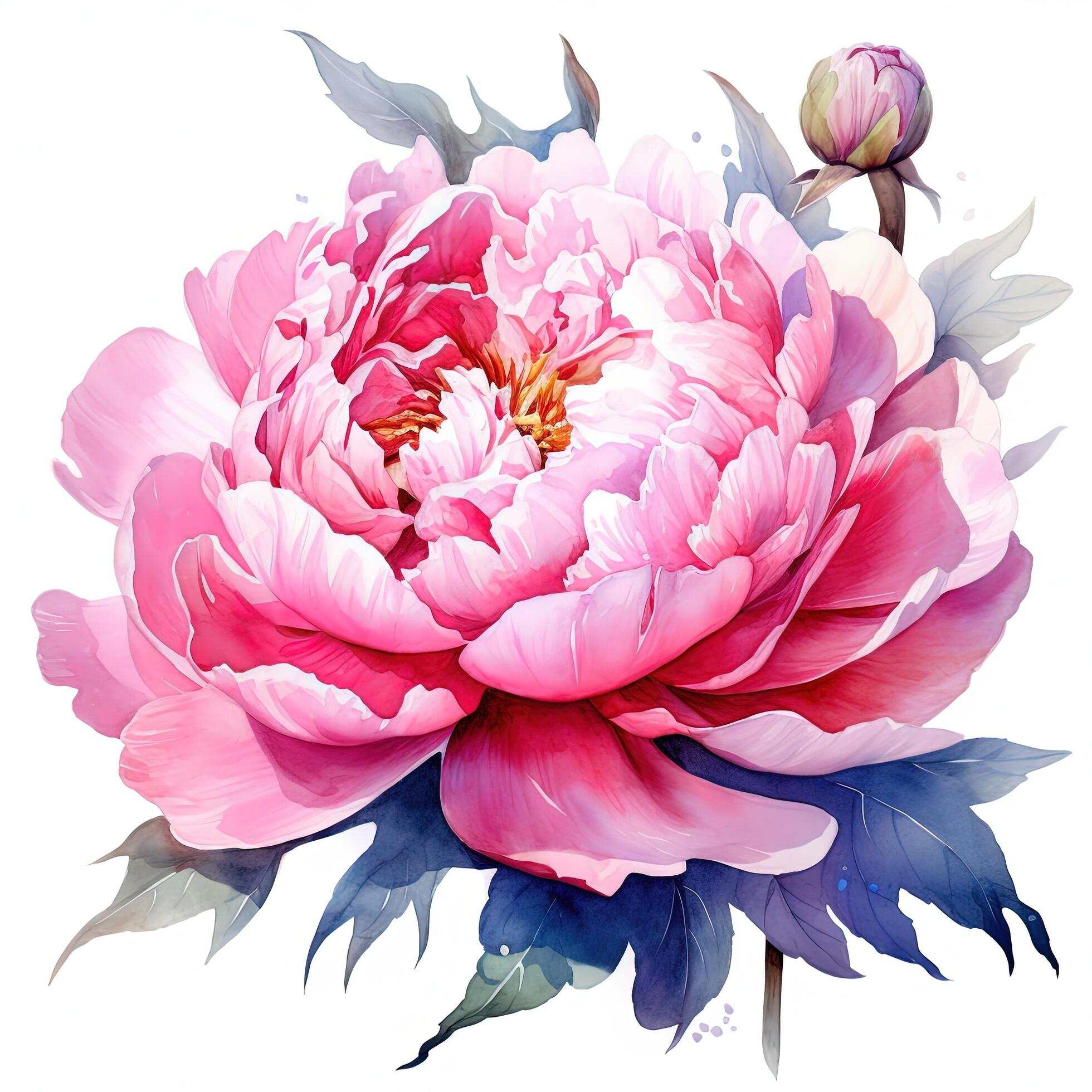 Watercolor beautiful peony flower. Illustration Stock Free