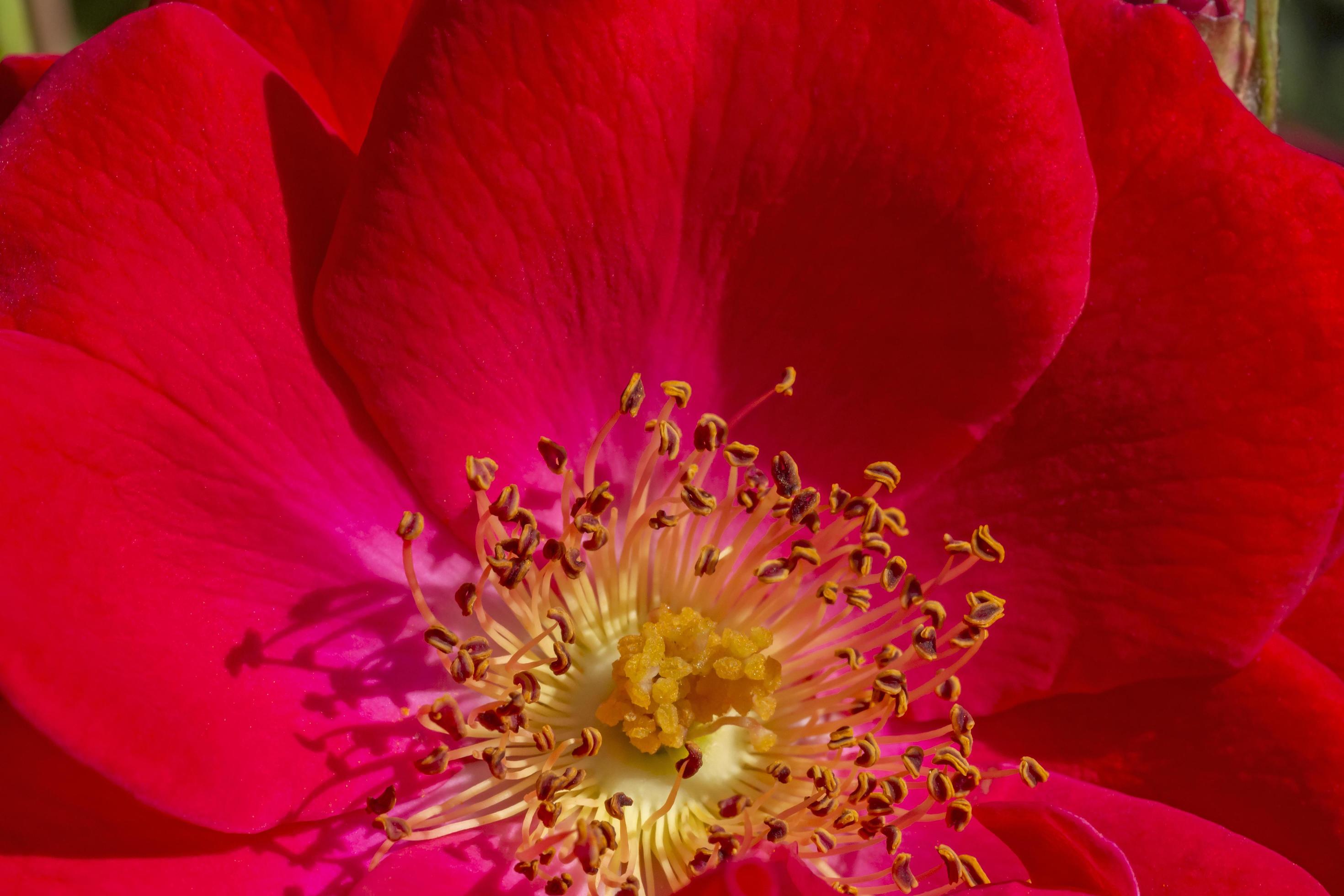 close up of red rose flower Stock Free