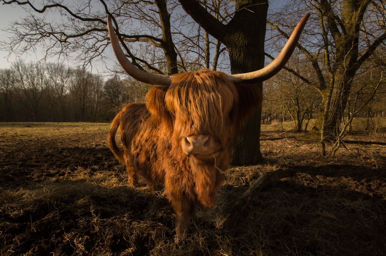 Scottish Highlander Stock Free