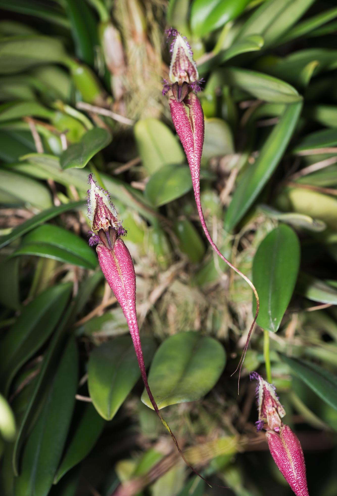 Red Bulbophyllum flower orchid. Stock Free