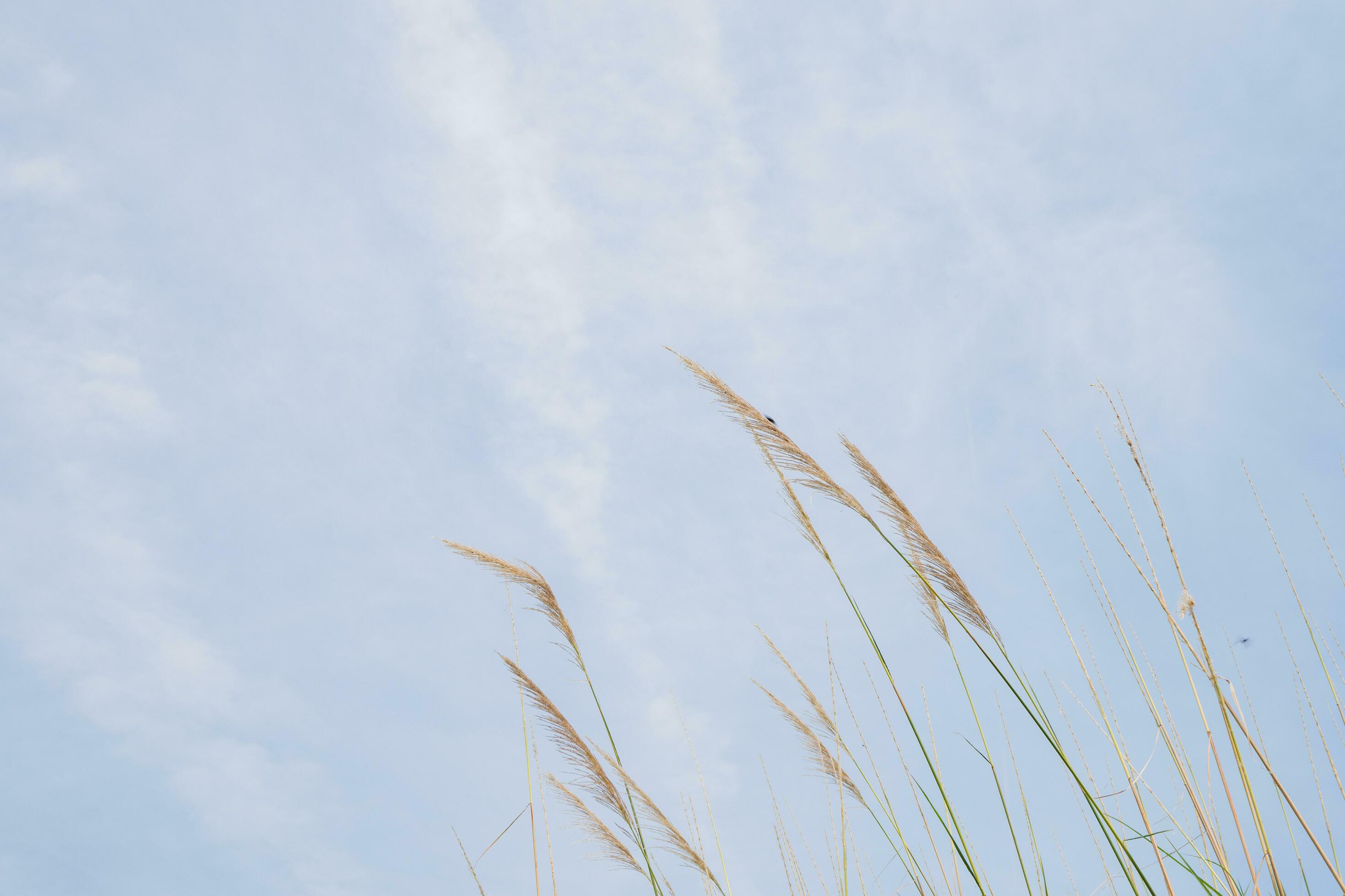 Pampas grass flower when summer time with blue sky. The photo is suitable to use for nature background and flora content media. Stock Free