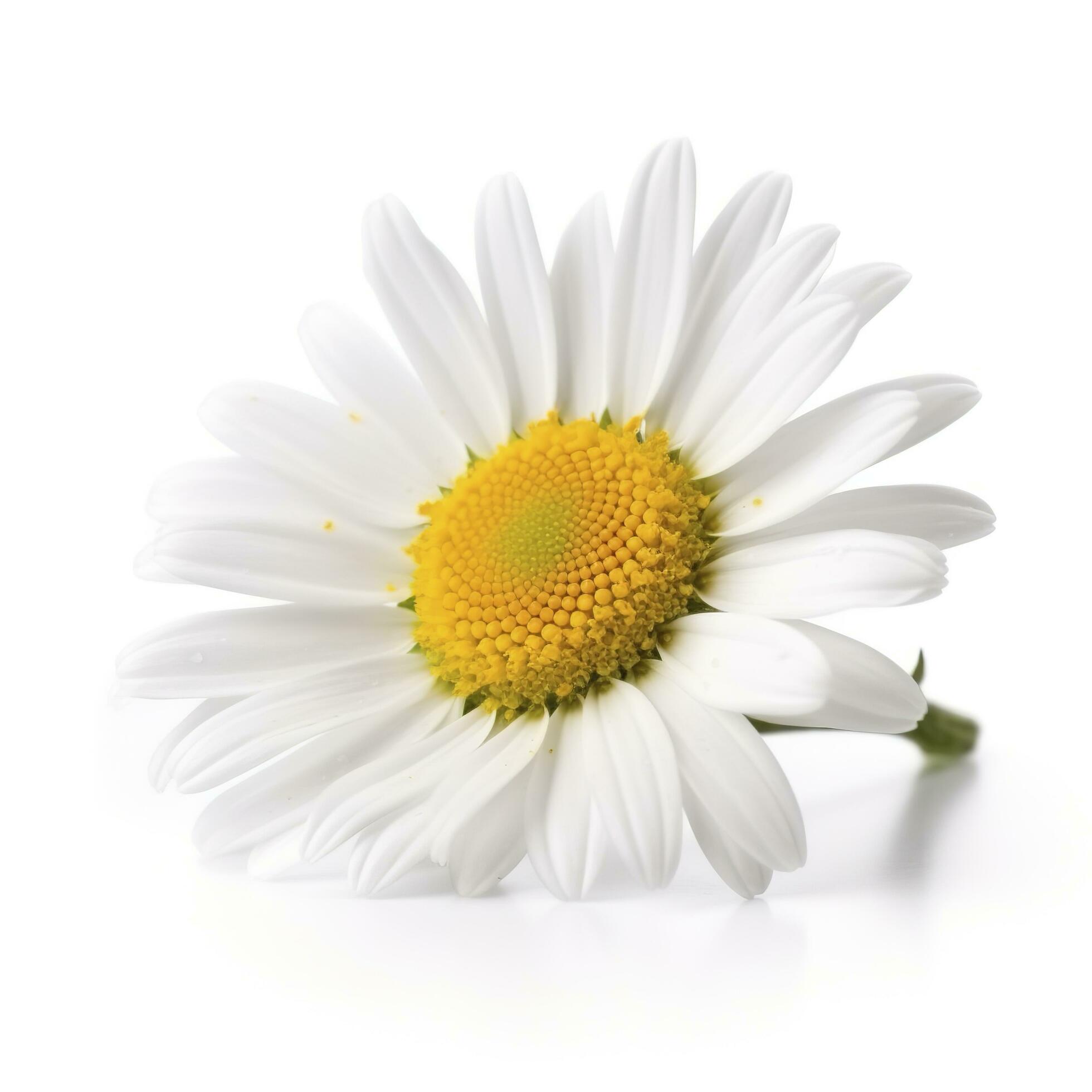 Daisy flower with isolated on white background, generate ai Stock Free