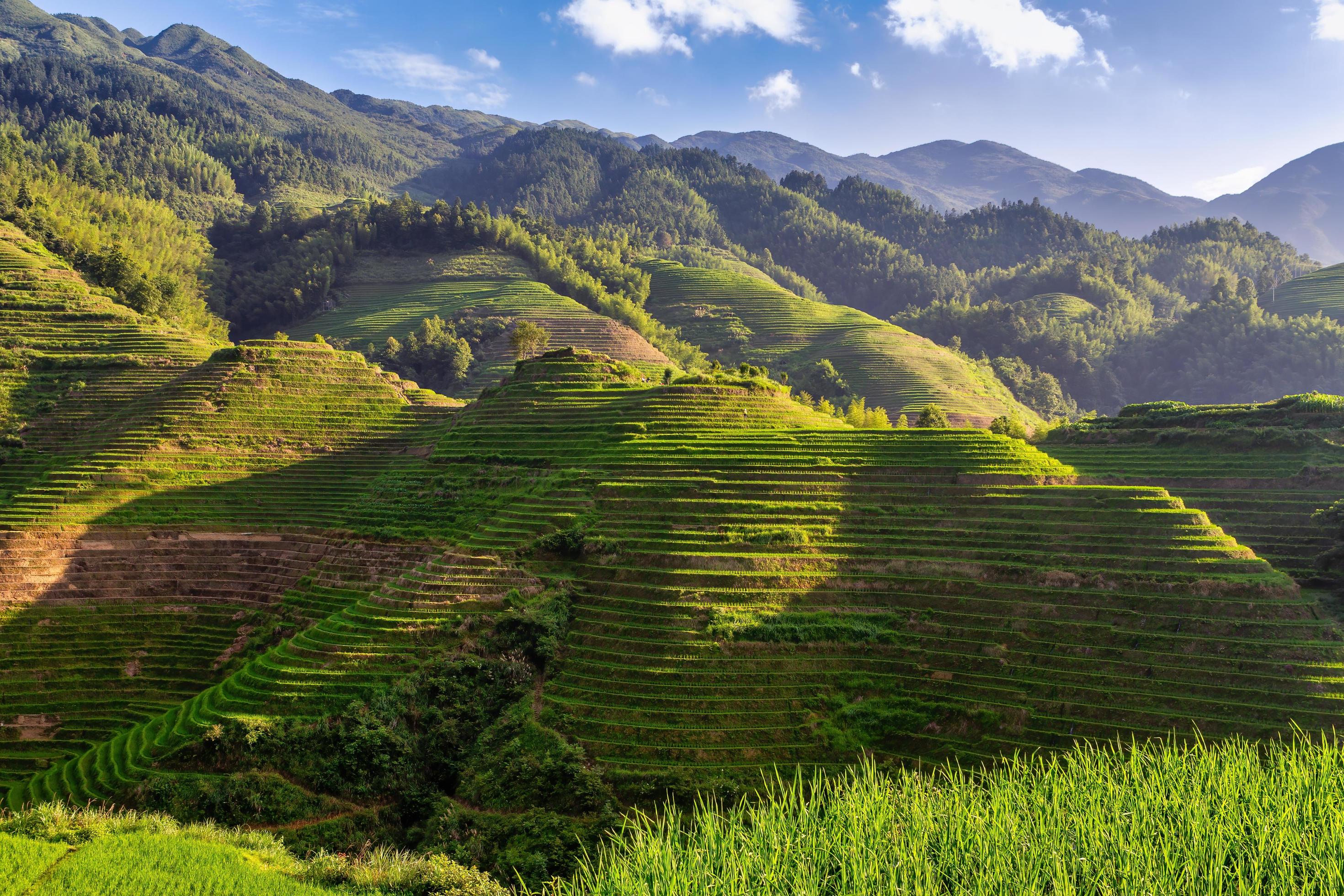 Terraced rice fields in Longsheng, China Stock Free