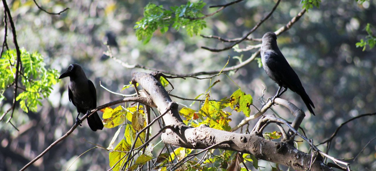 Crows On Branches Stock Free