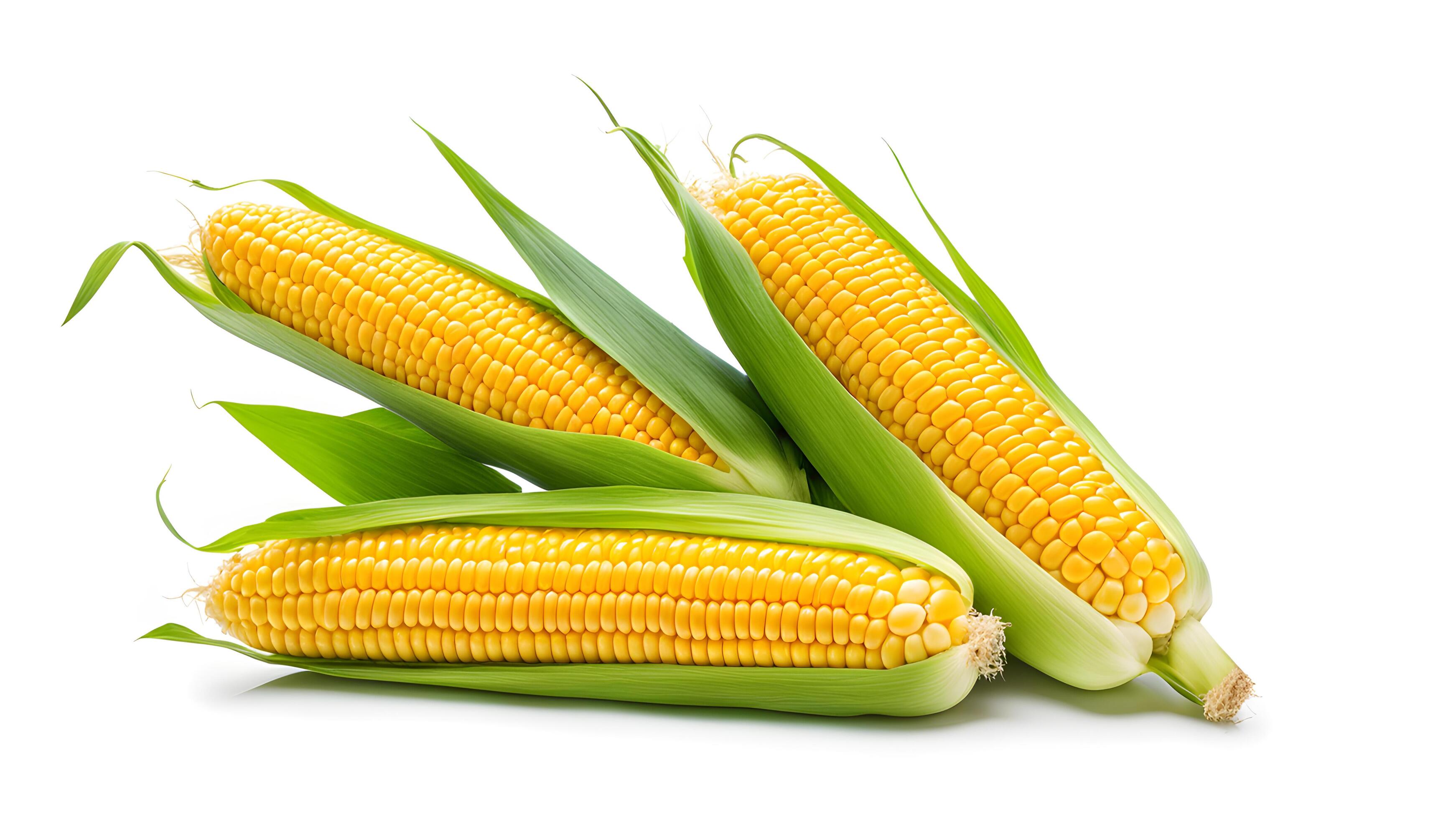 Set of Three sweet corn isolated on white background. Fresh maize collection, clipping path Stock Free