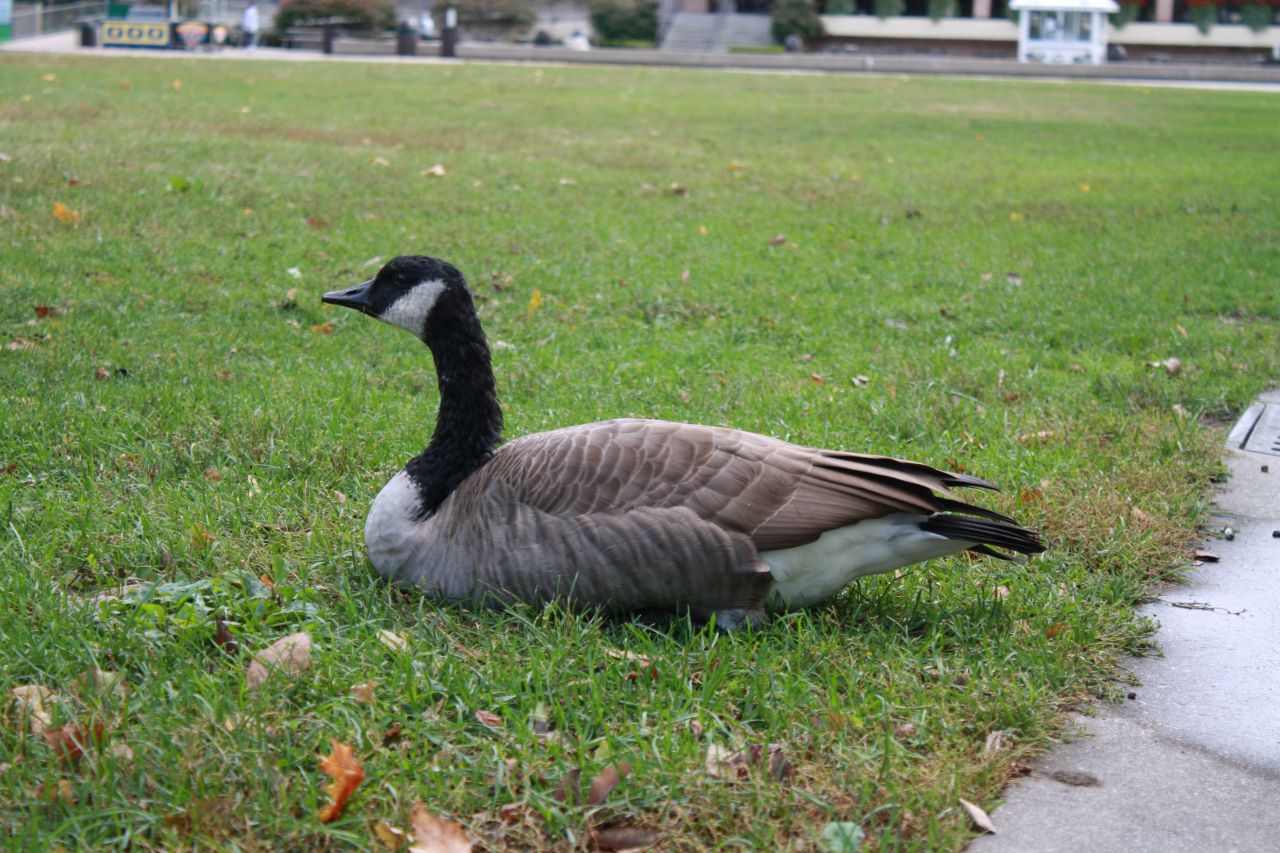 Bird Sitting On Grass Stock Free