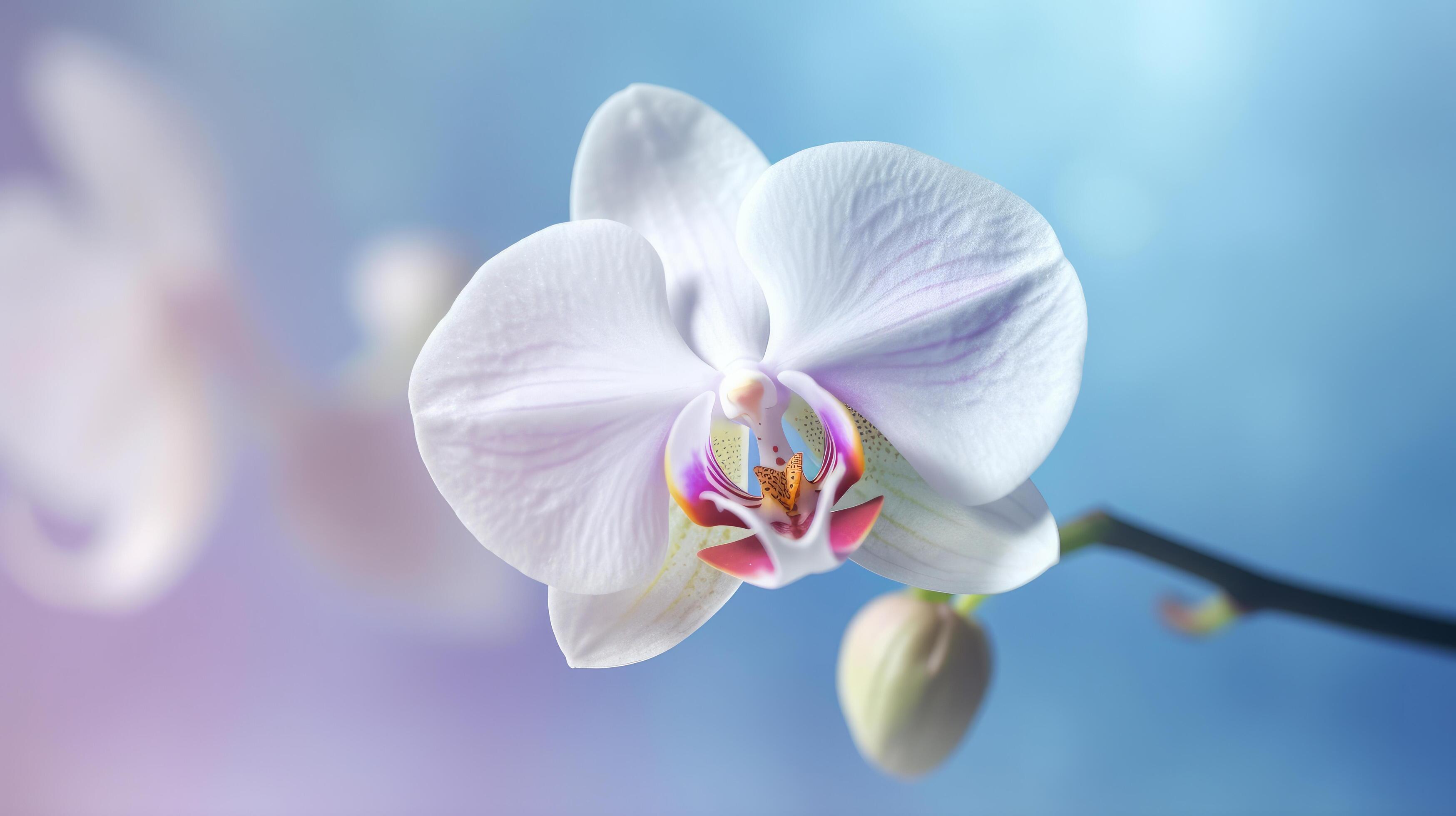 Natural orchid flower background. Illustration Stock Free