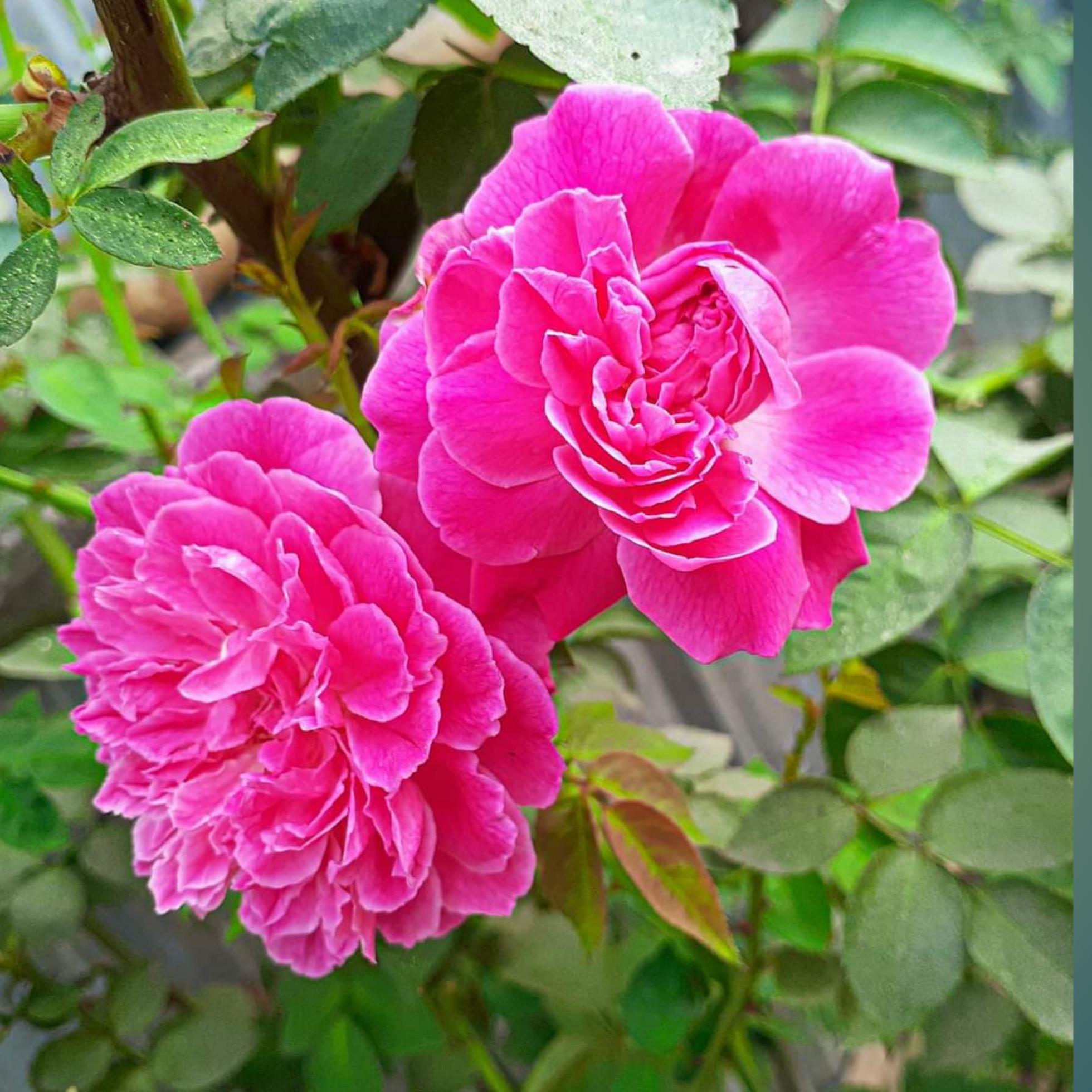 Beautiful garden rose flower blooming Stock Free