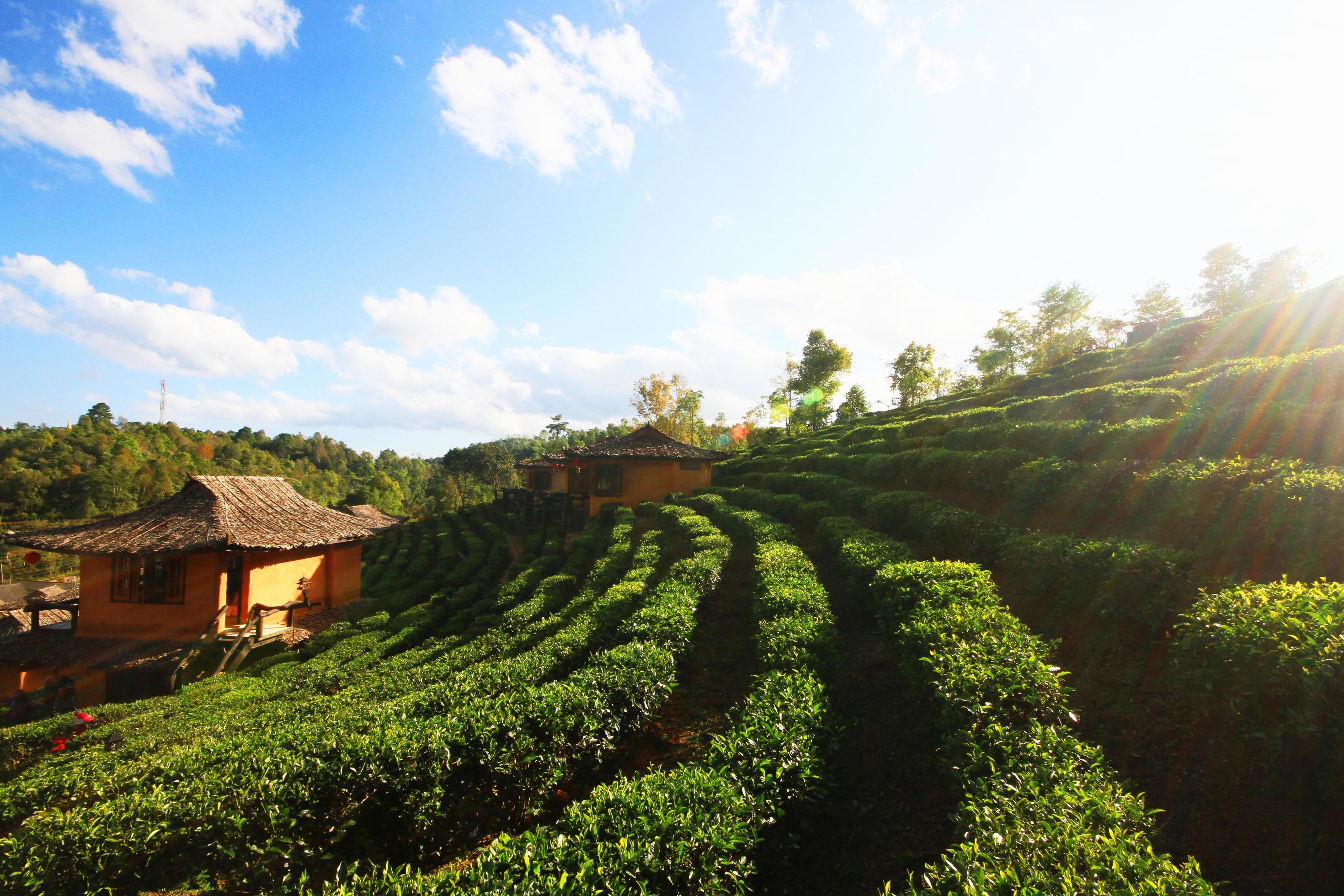 Beautiful landscape Tea Plantation on the mountain of Lee Wine Ruk Thai Resort, Thailand Stock Free