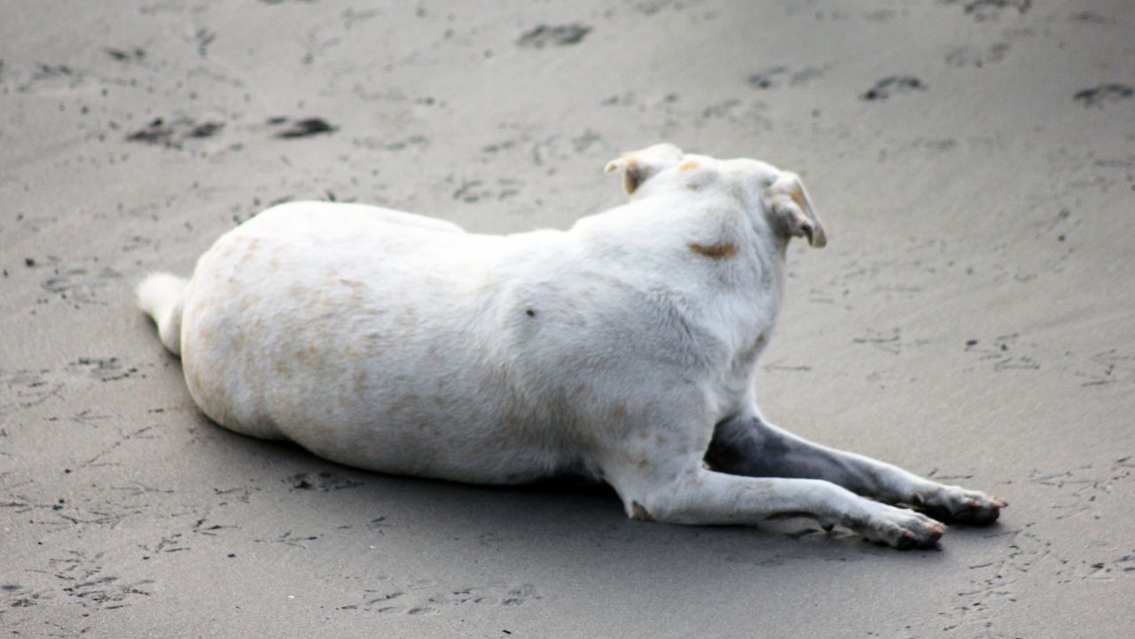 Dog Sitting On Beach Stock Free