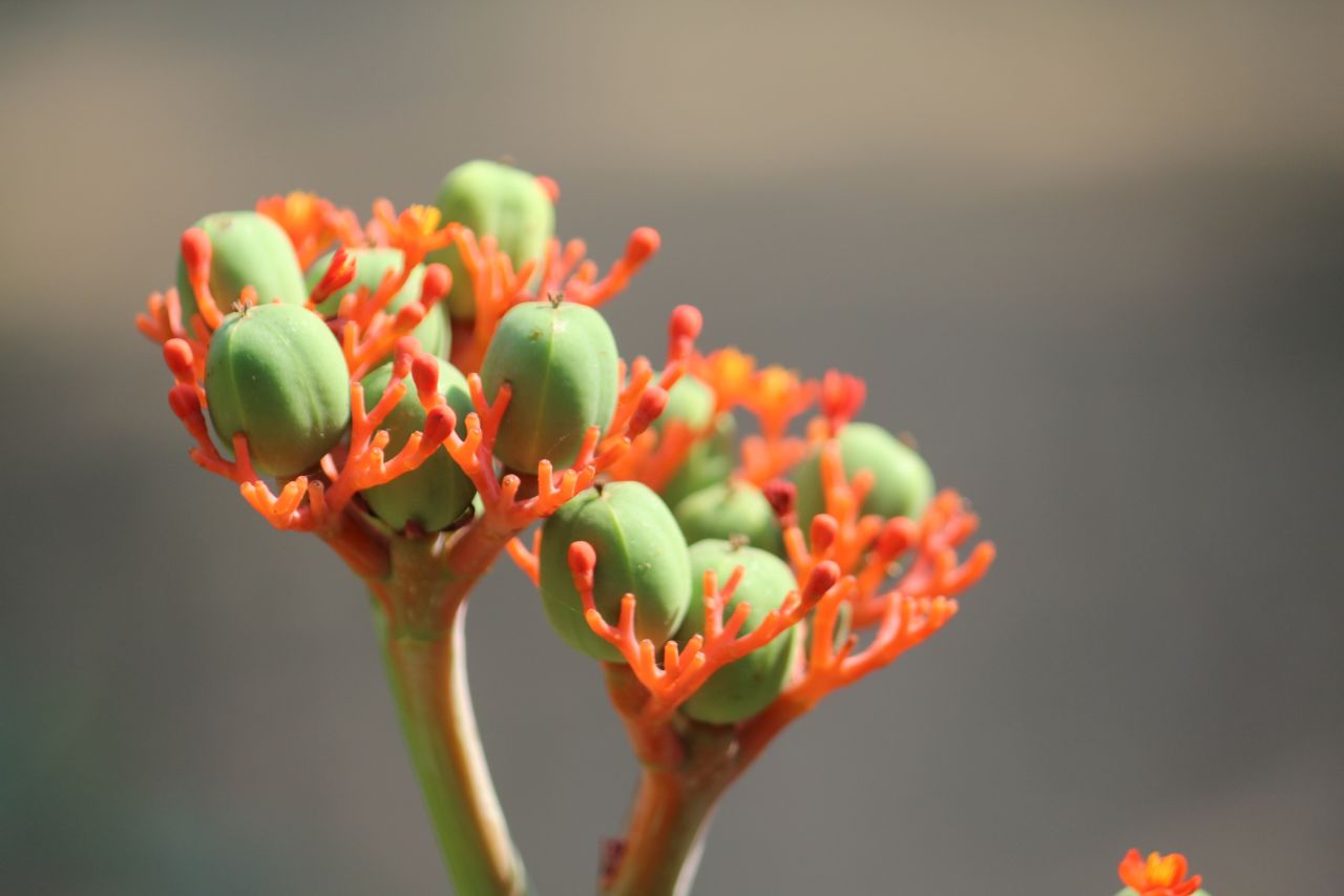 Wild Flower Buds Stock Free