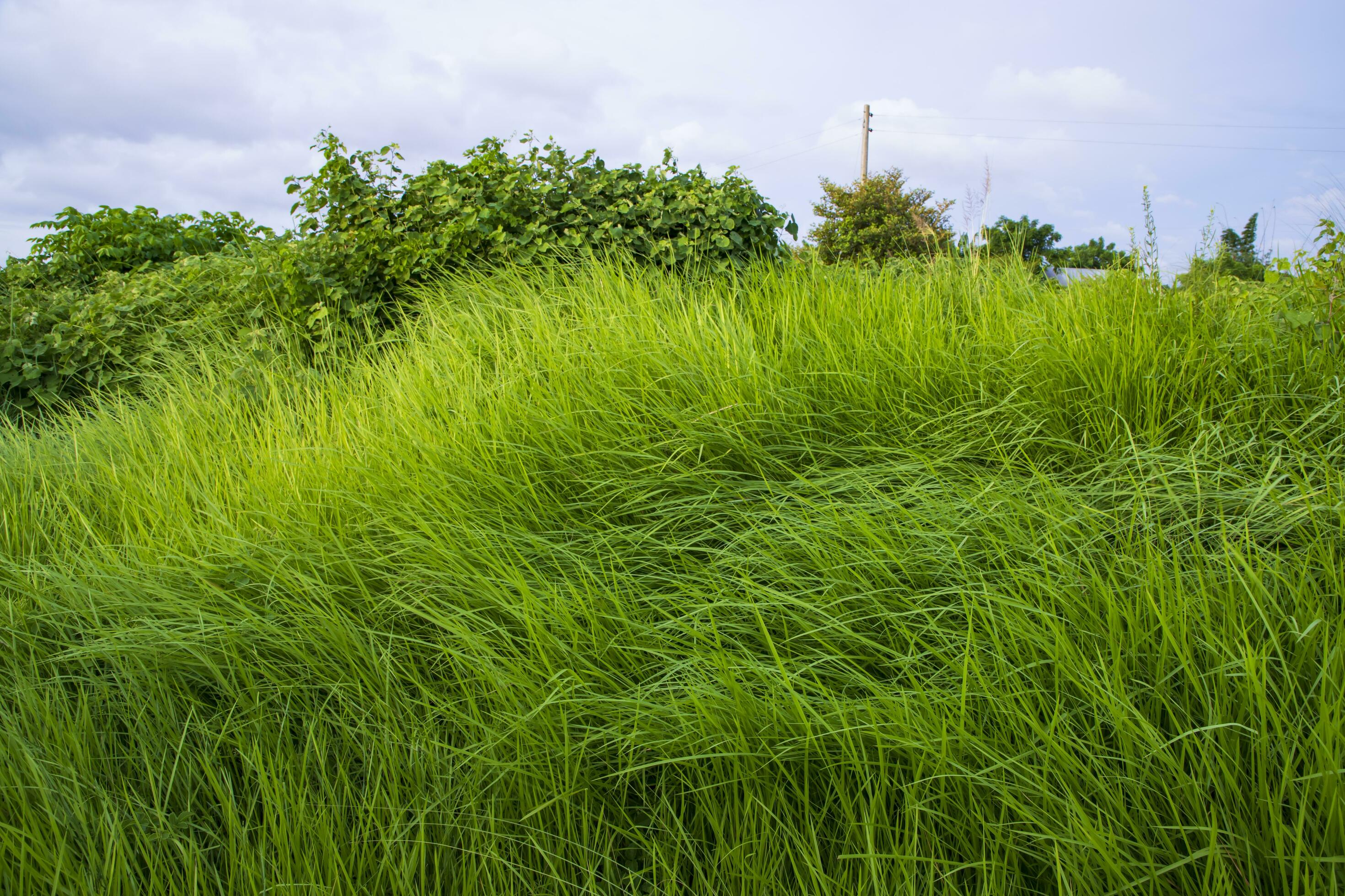 Natural Landscape view of green grass field with blue sky Stock Free