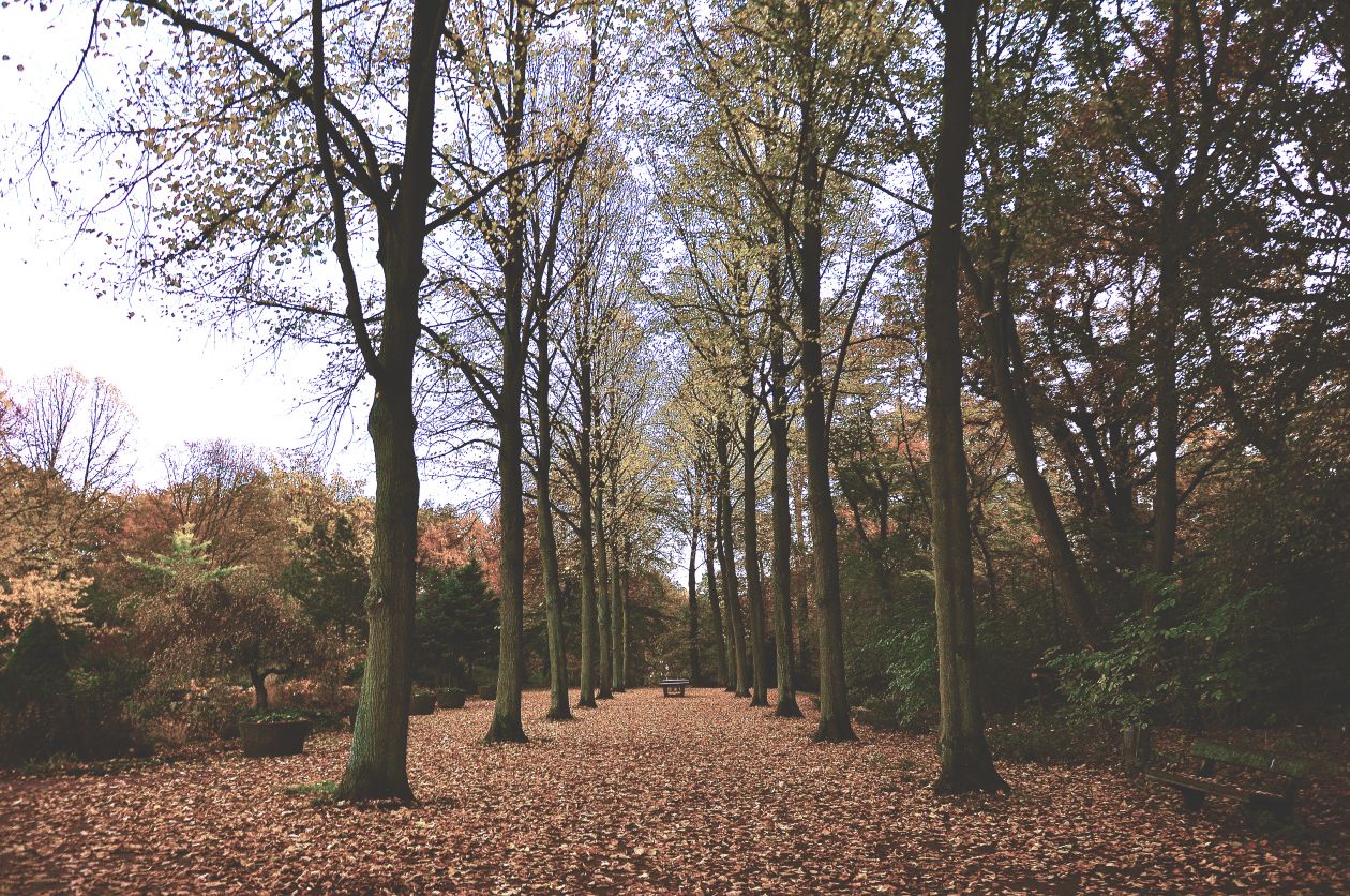 Trees Symmetry Stock Free