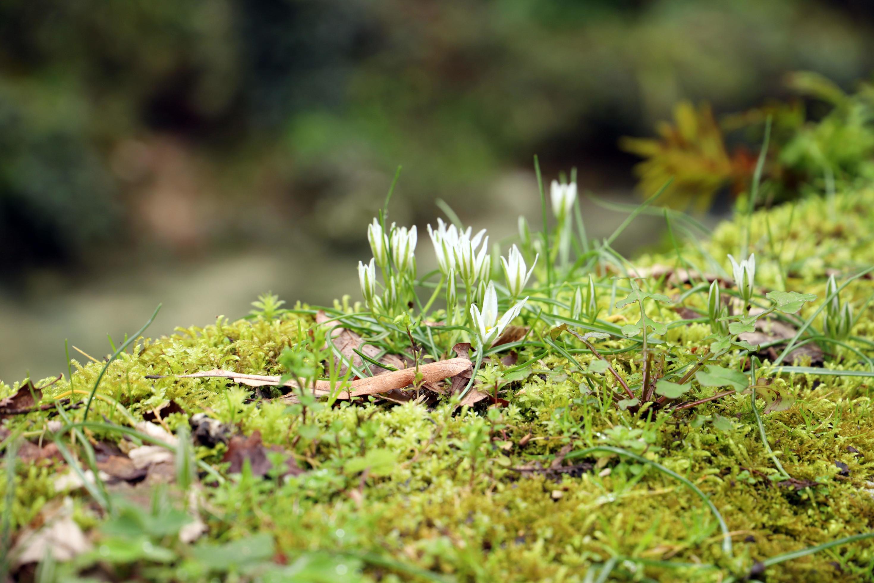 White flowers sprout between the moss in early spring in the mountain forest.Unfocused. Macro. Stock Free