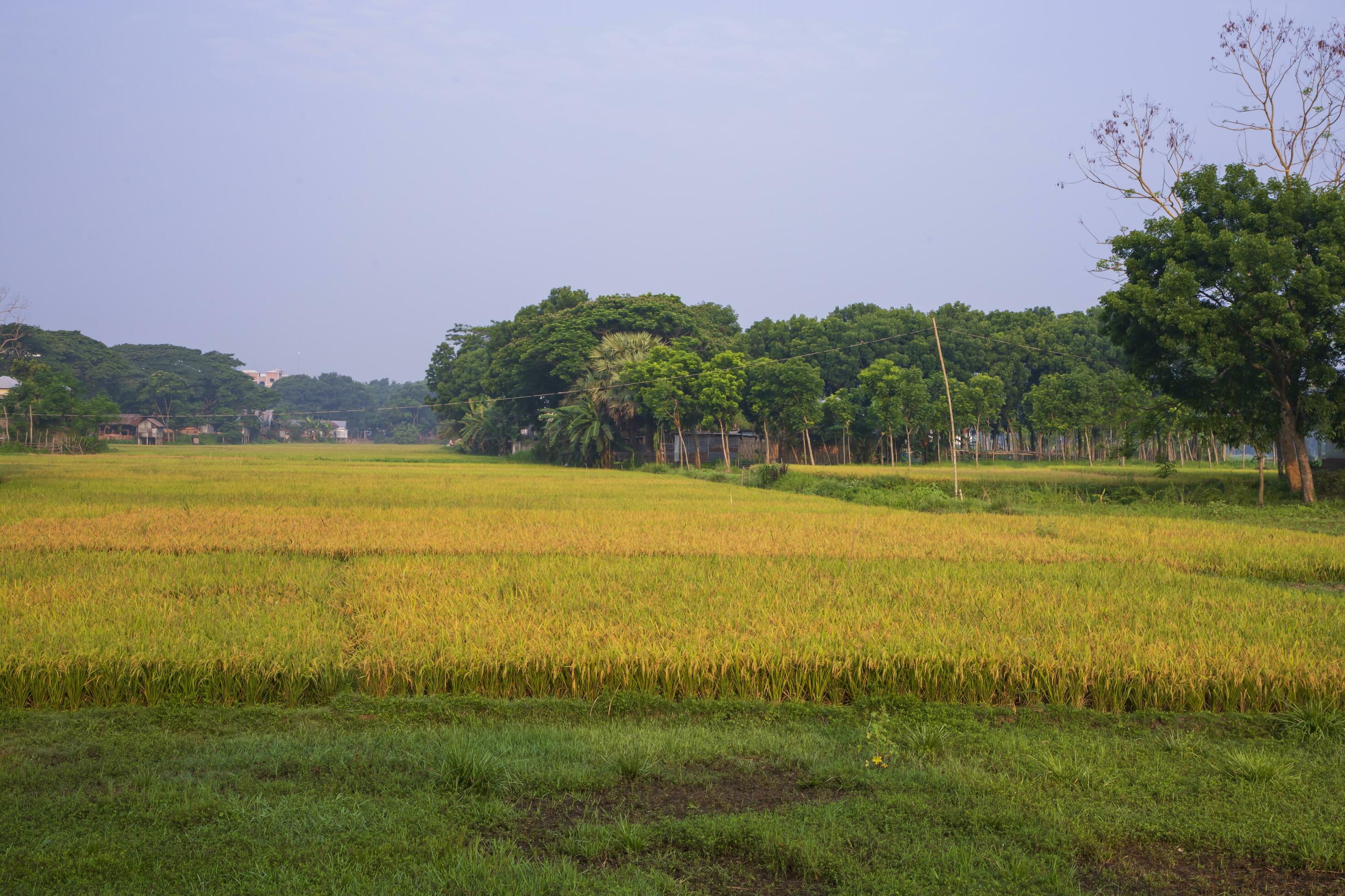 Natural landscape view of agriculture harvest Paddy rice field in Bangladesh Stock Free