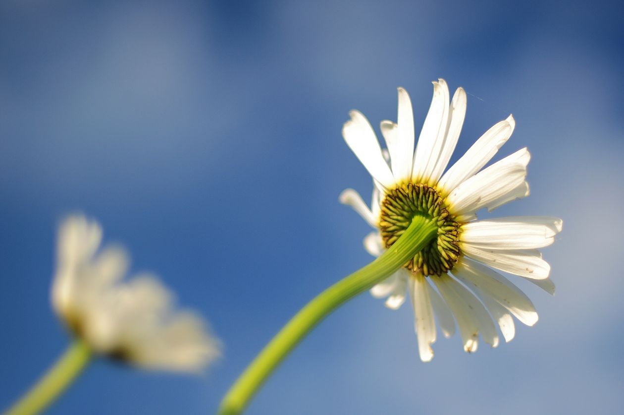 White flower Stock Free