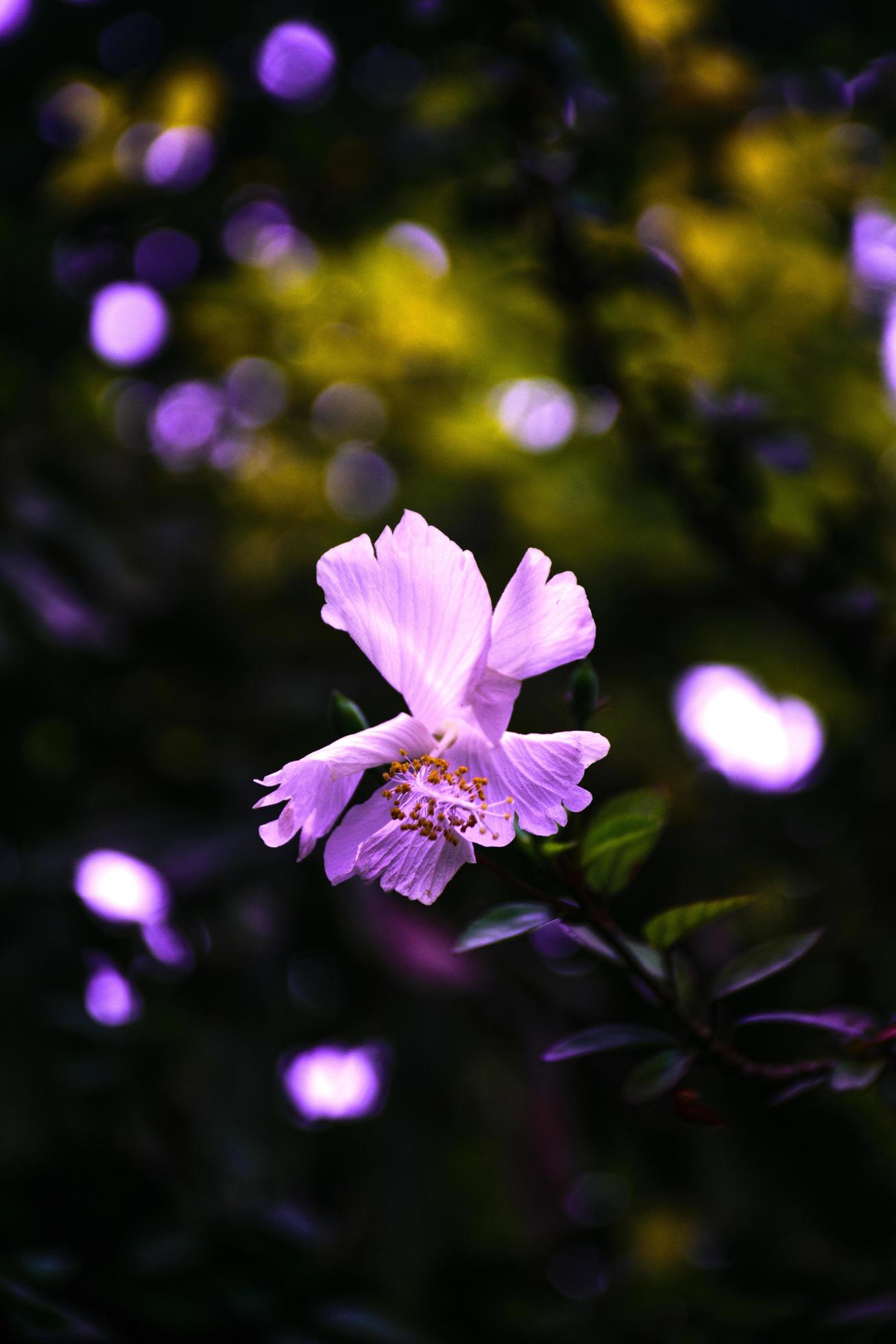 Purple hibiscus flower Stock Free