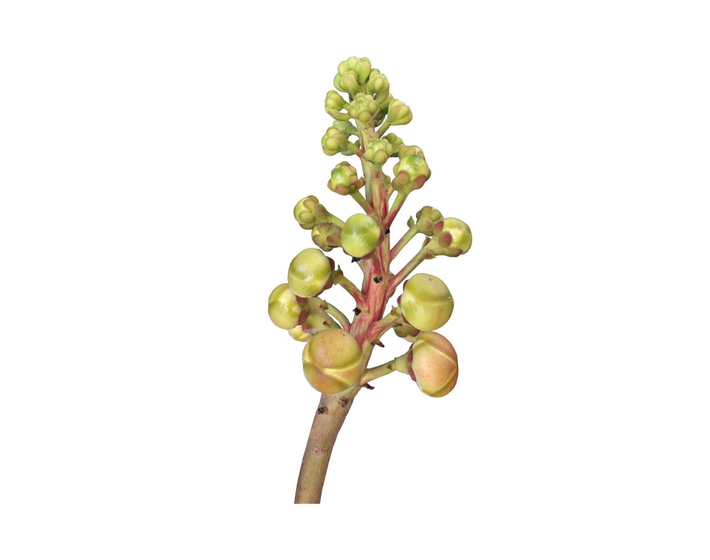 Isolated cannon ball flower with clipping paths. Stock Free