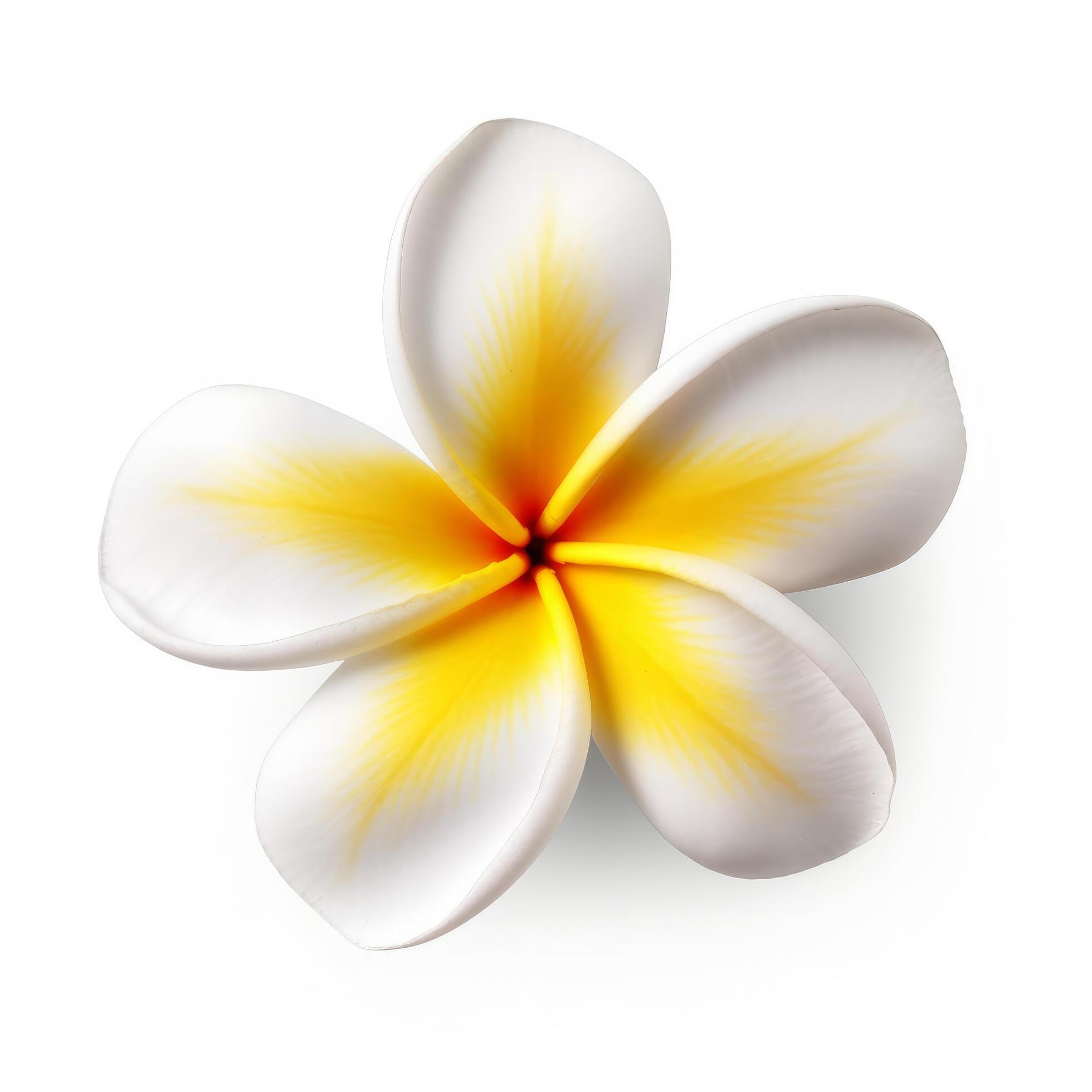 Plumeria flower isolated. Illustration Stock Free