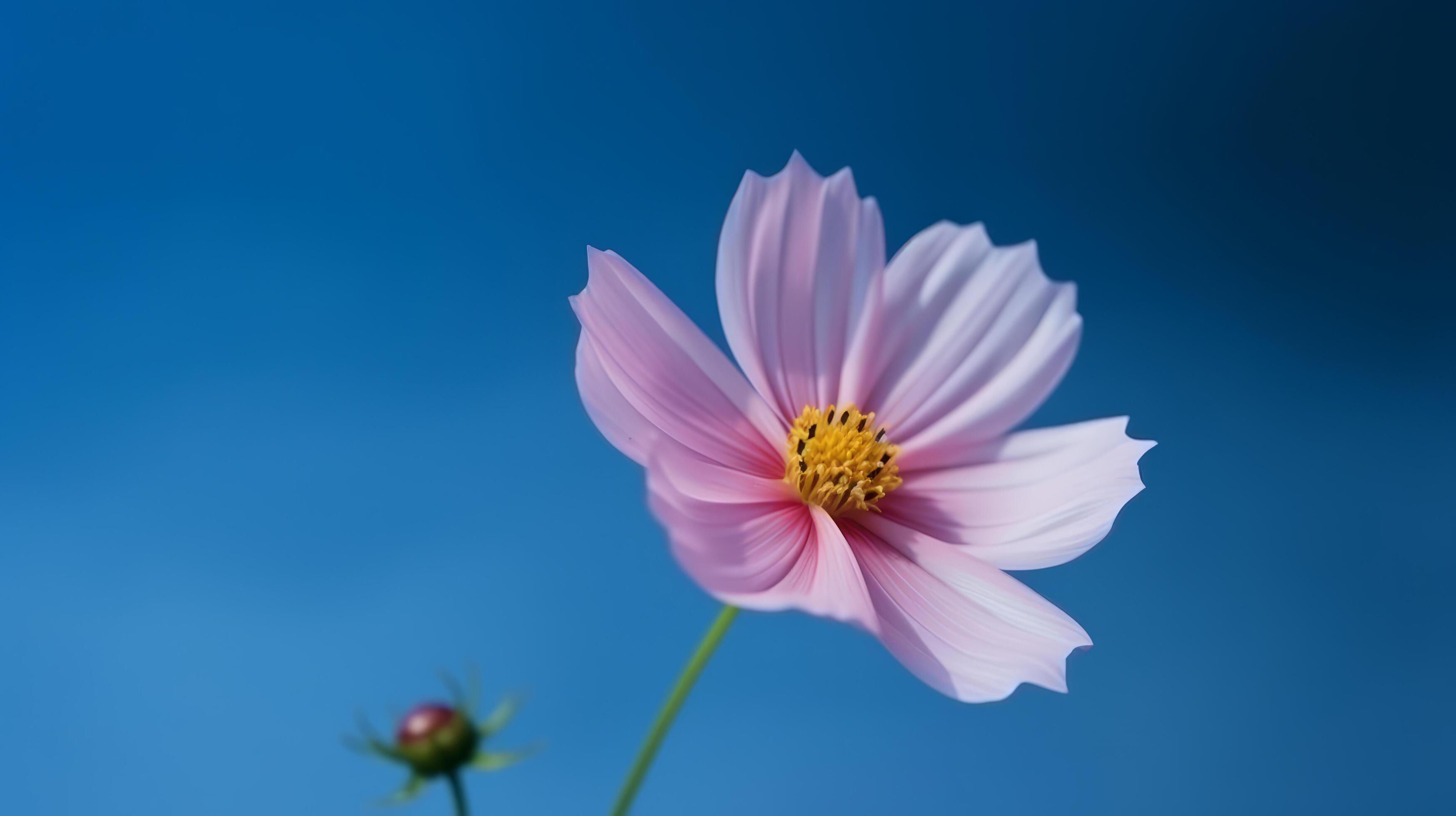 Cosmos flower over sky background. Illustration Stock Free