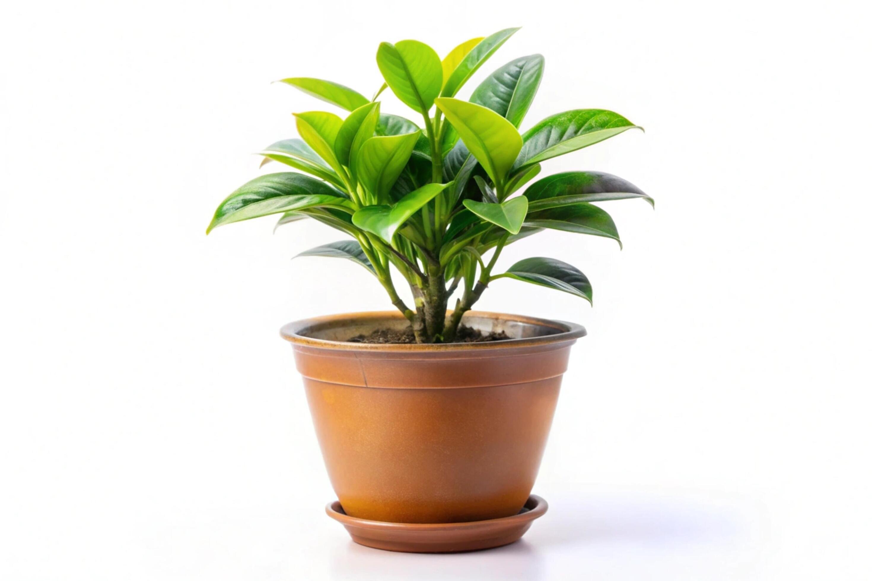 Small plant isolated on white background Stock Free