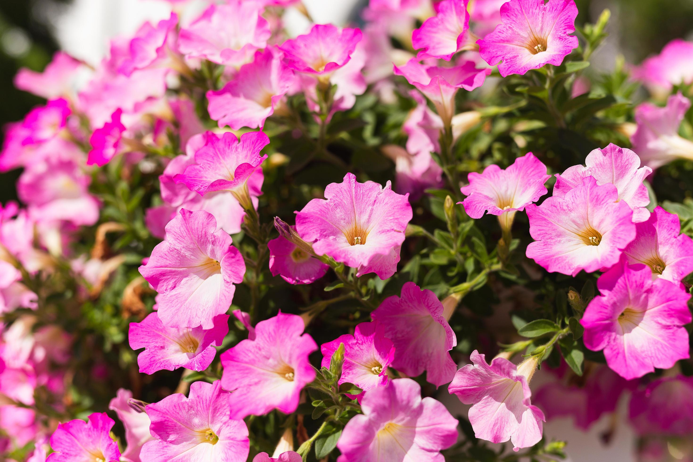 Pink petunia flower blooming in a garden. Stock Free