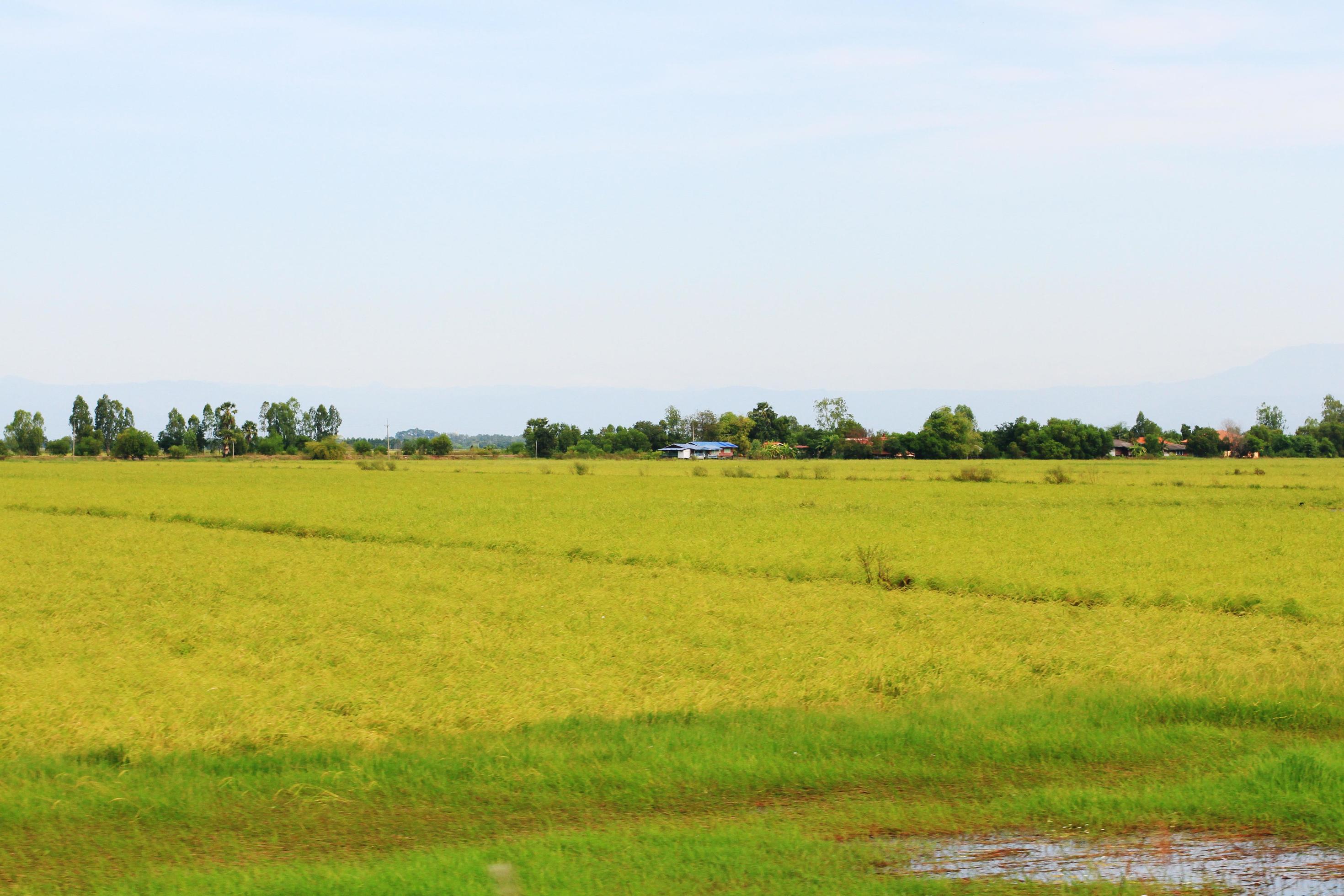 Beautiful Landscape of Fresh green rice fields and plantations near canal in Thailand Stock Free