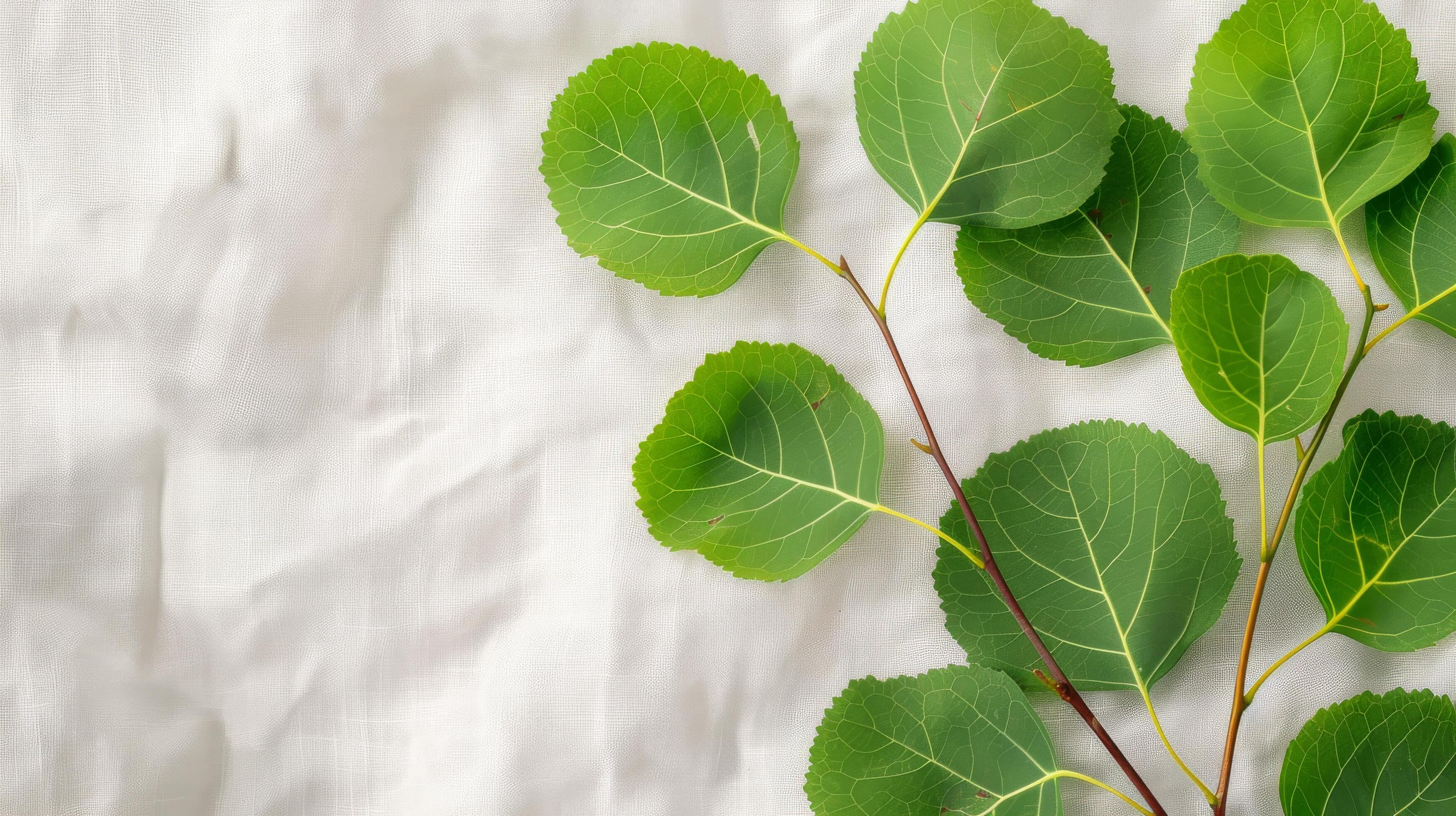 Fresh Green Leaves on Soft Fabric Background Stock Free