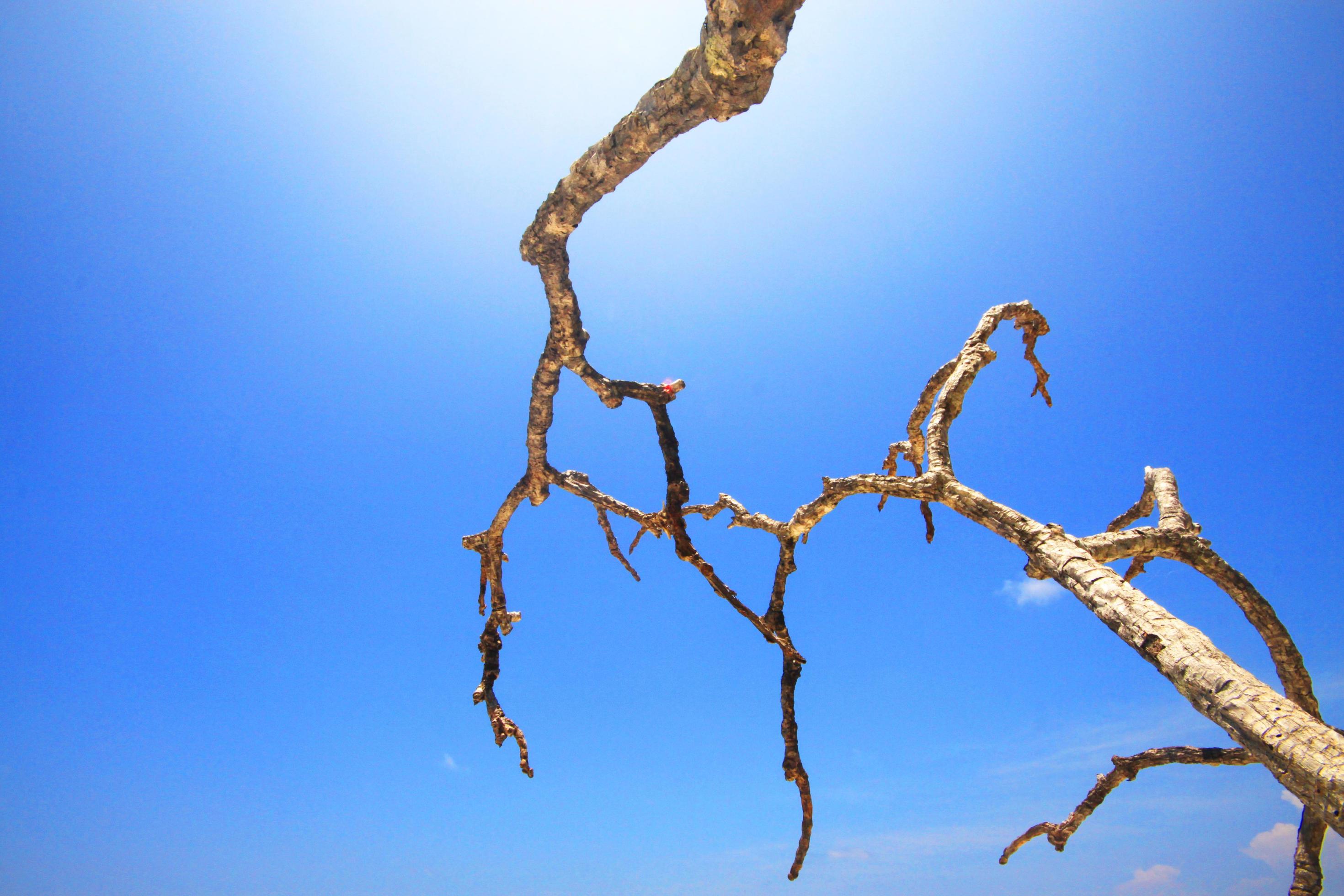 Dry Branch on blue sky and sunlight. Stock Free