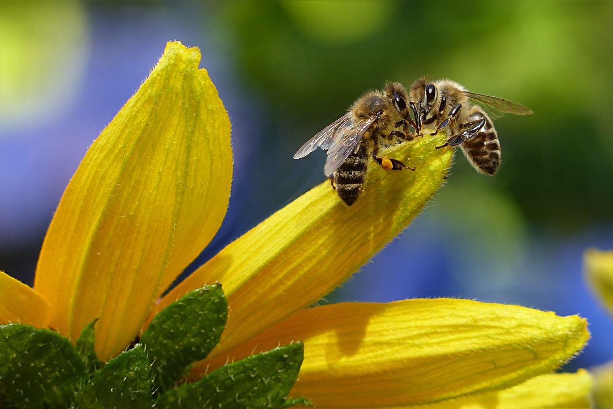 Bees Stock Free