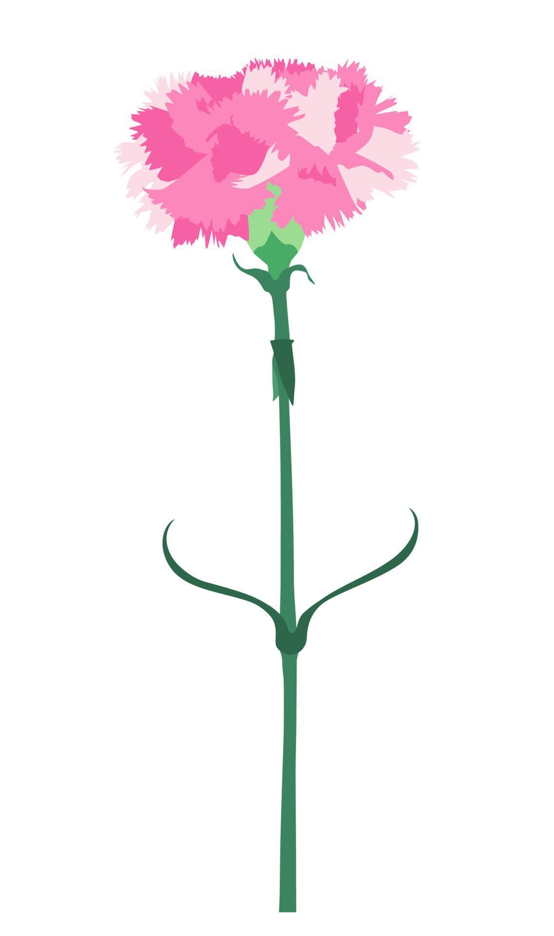 Carnation flower isolated on white background. Vector Illustration Stock Free