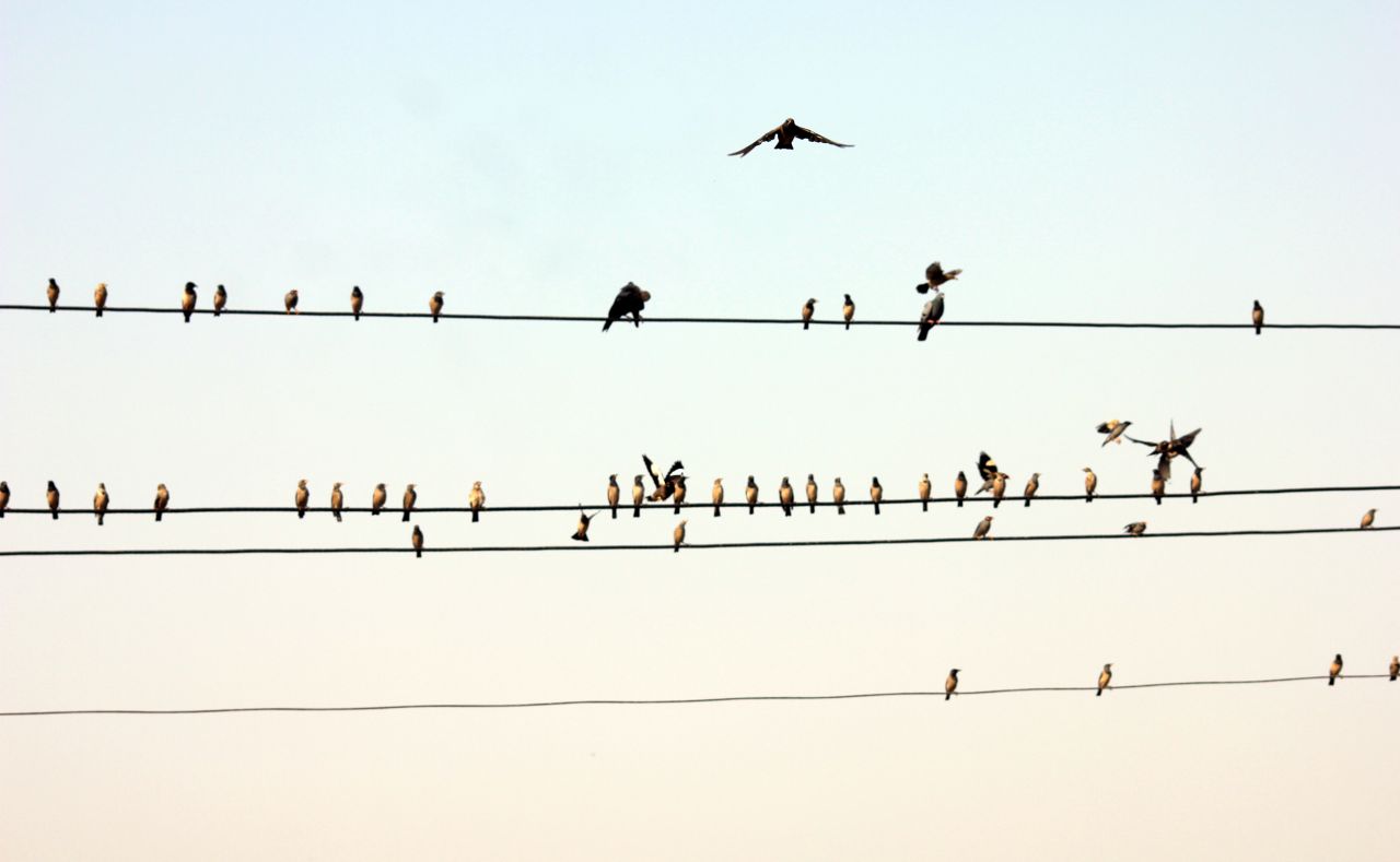 Birds On Electric Wire Stock Free