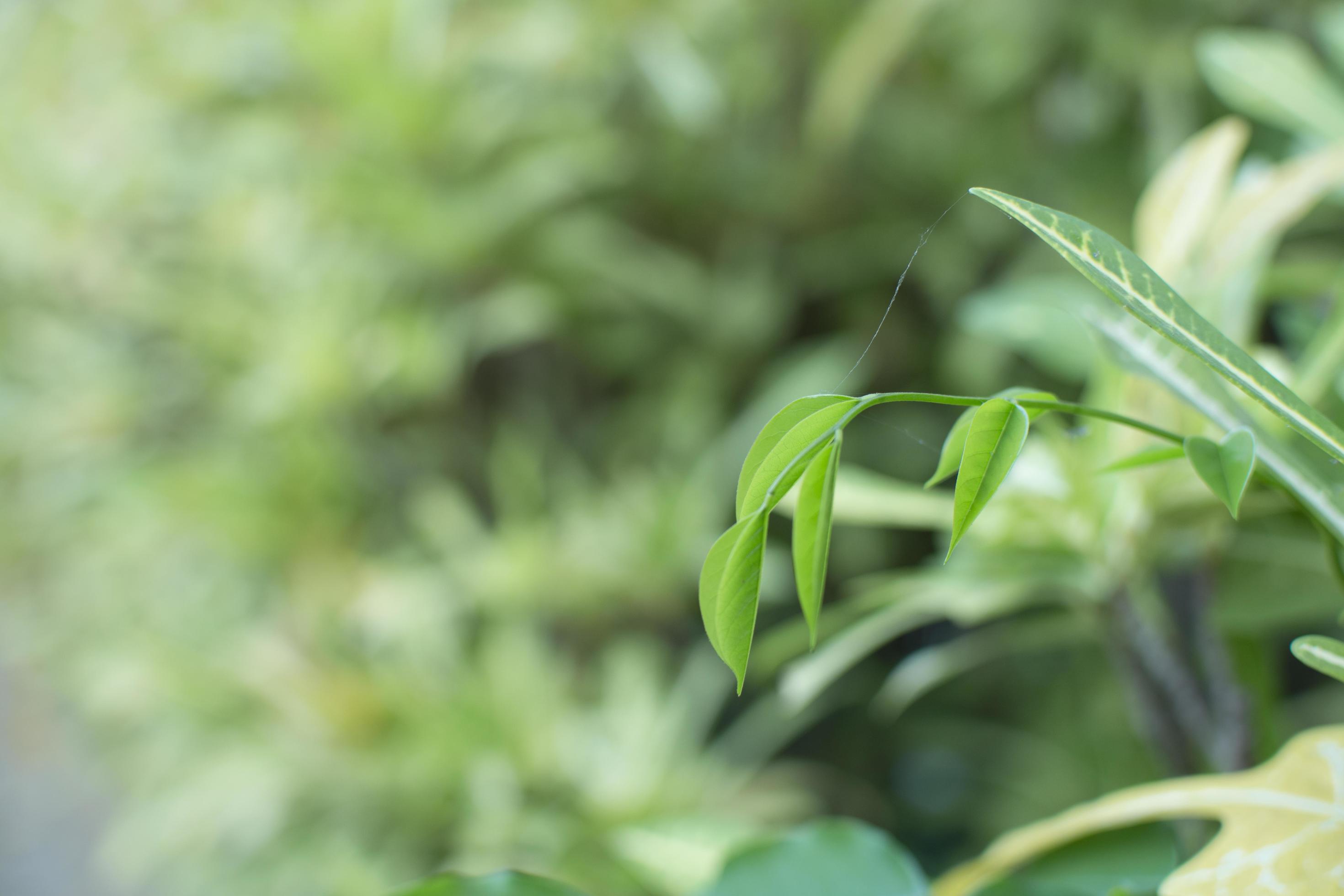 Top leaves weakens background , Lifestyles , Nature, Green Stock Free