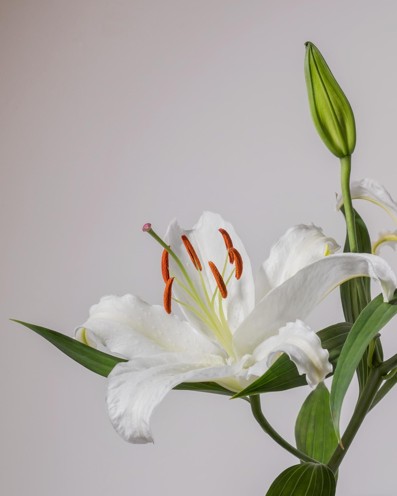 Lilly flowers on white background. Flora wallpaper backdrop. Stock Free