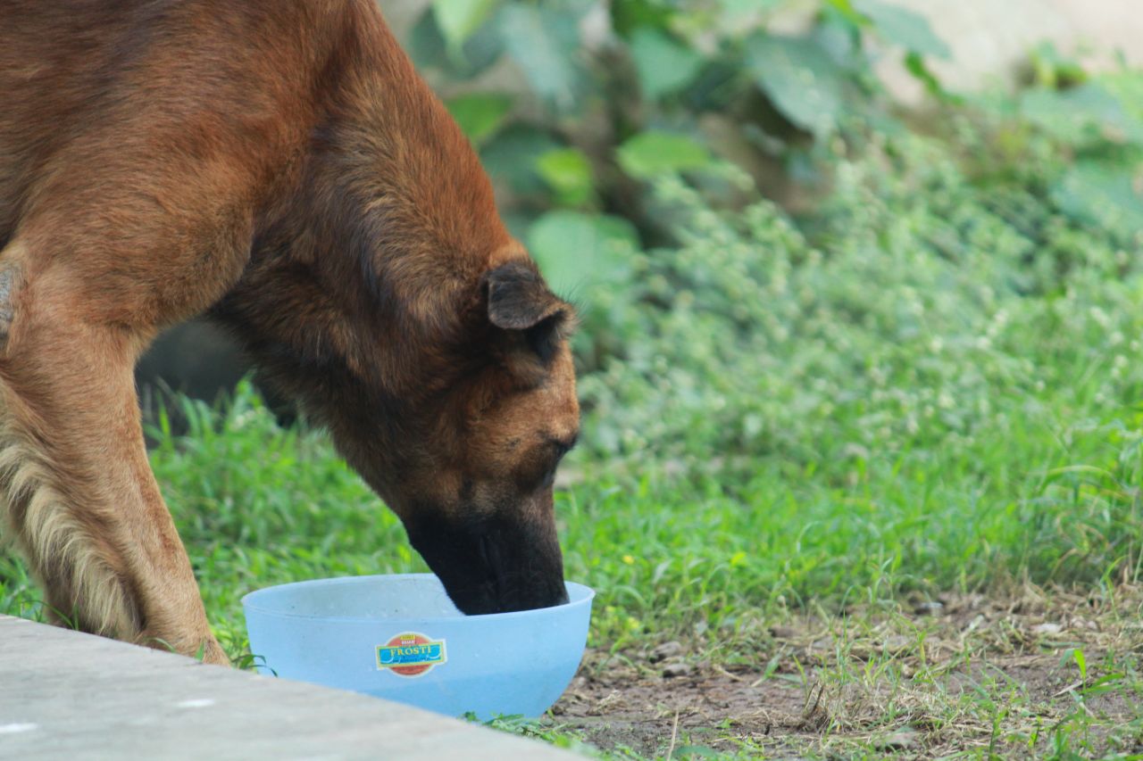 Dog Drinking Water Stock Free