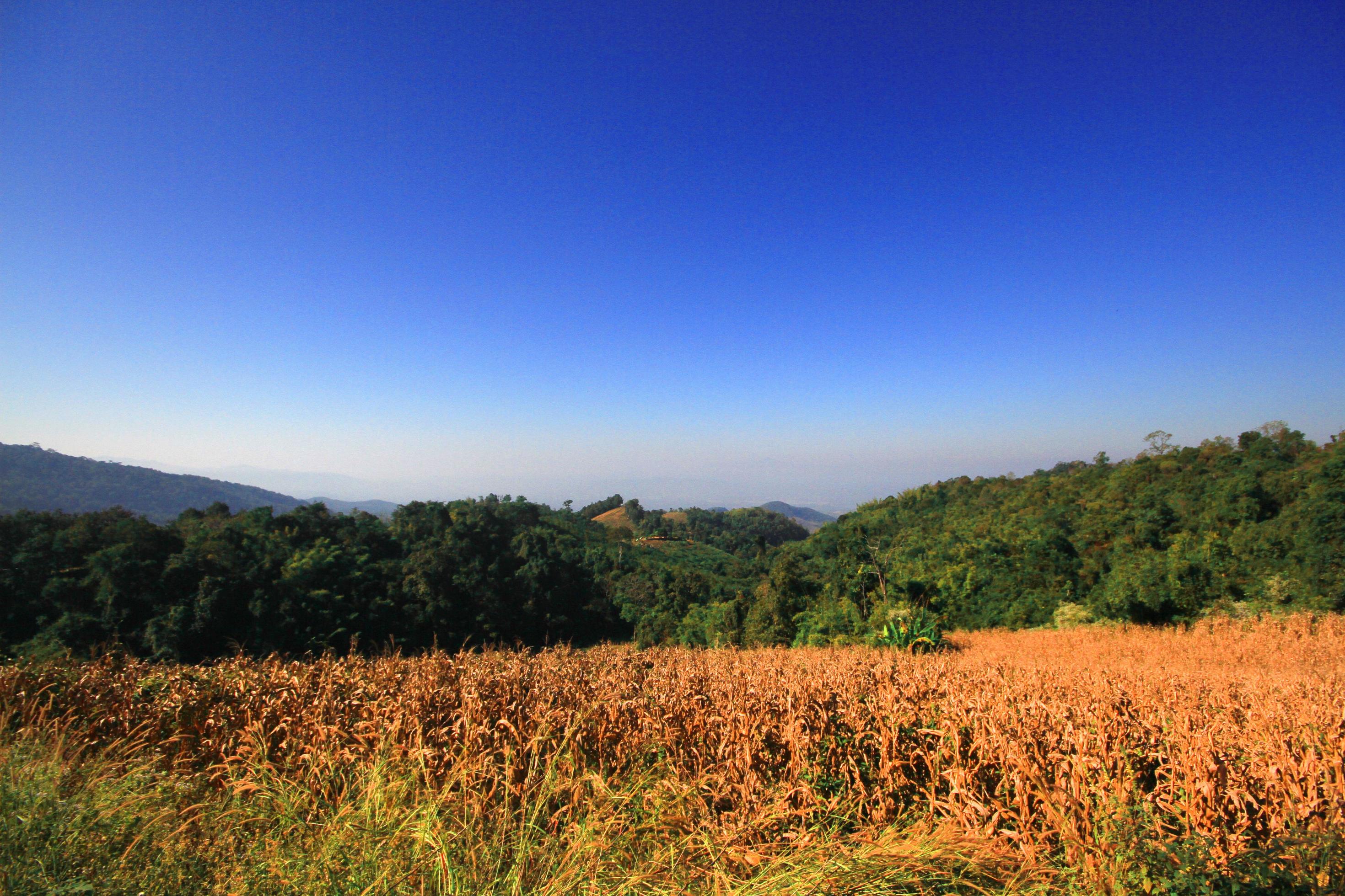 Trouble cutting trees on the mountain for Build resort and Shifting cultivation with Global warming in Thailand and on the earth. Stock Free