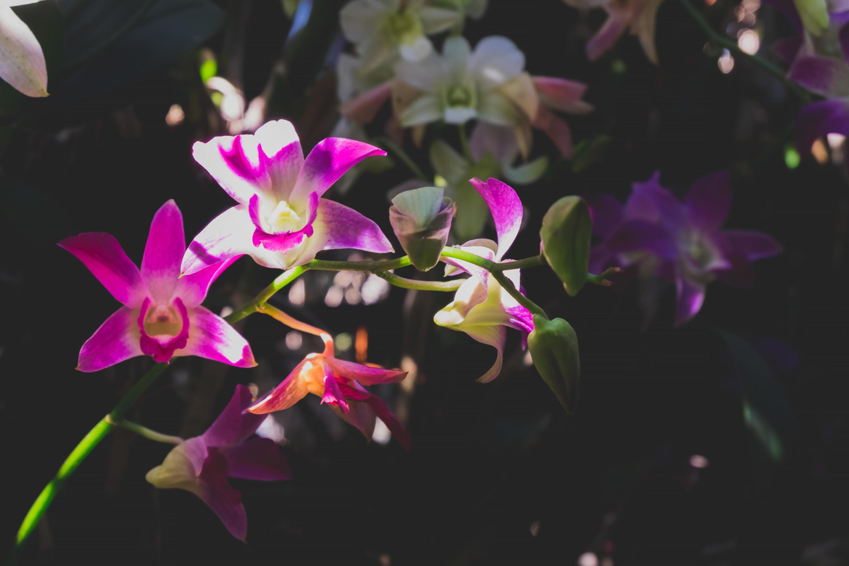 Orchid flower in tropical garden.Selective focus. Stock Free