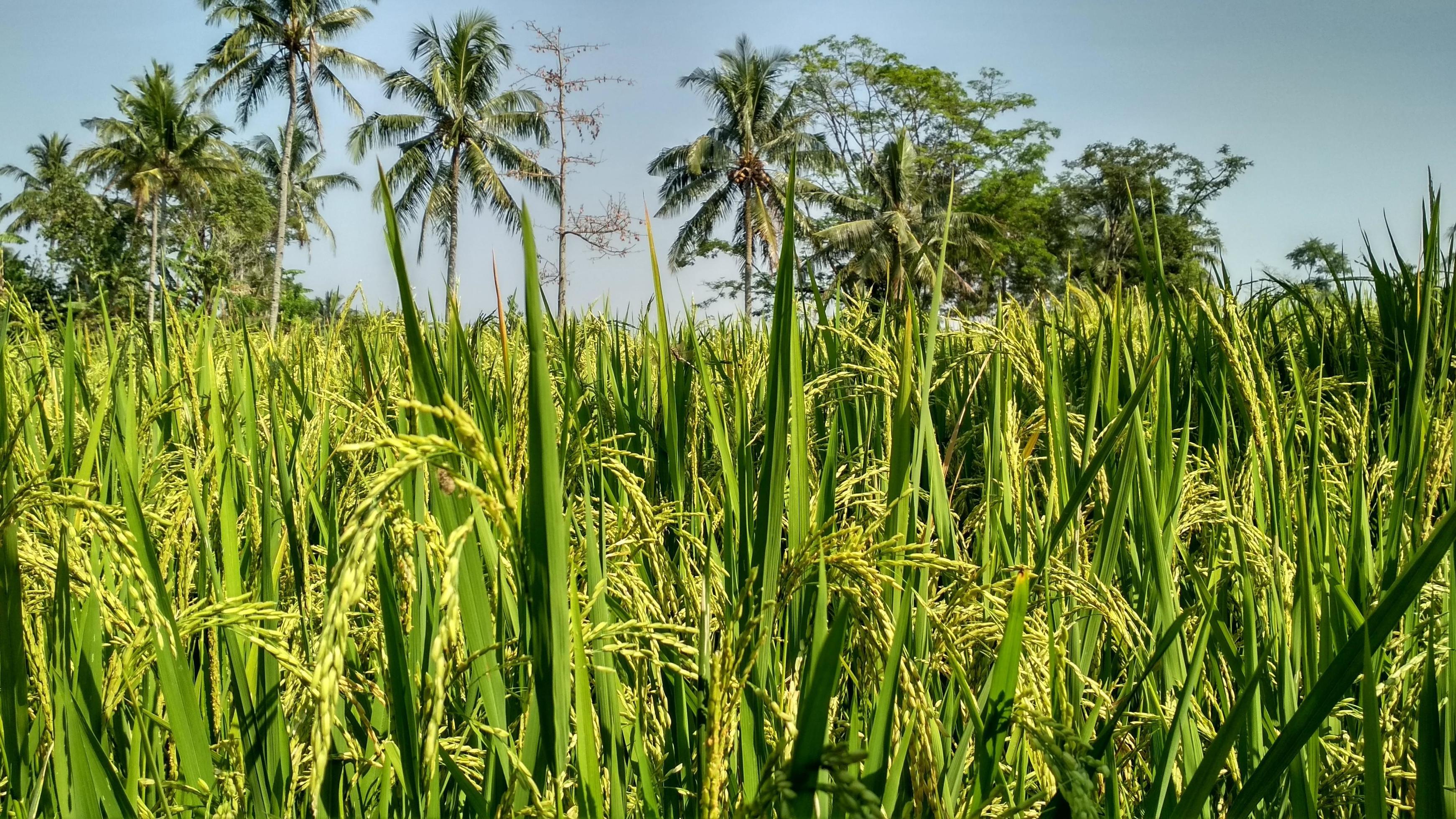 nature grass landscape flower green village ricefield paddy Stock Free