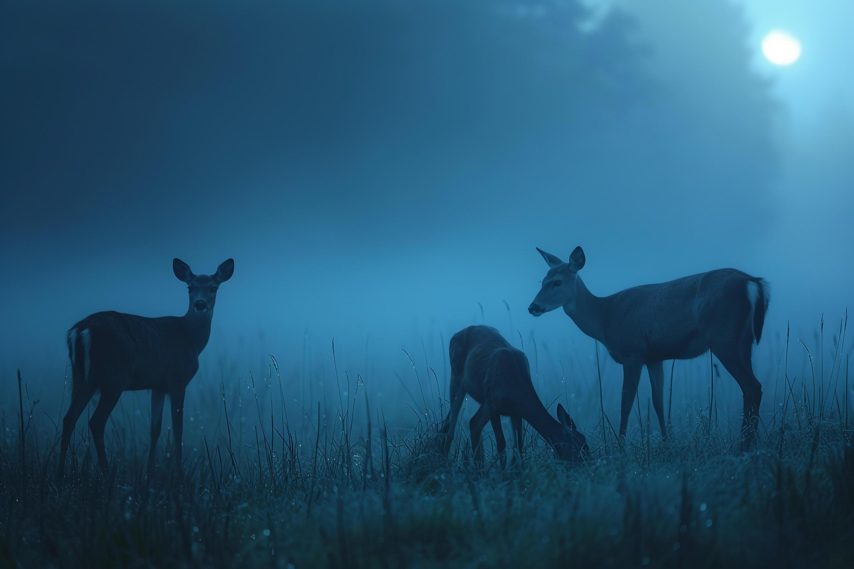 Moonlight Casting Silver Glow on Family of Deer Grazing in Meadow Background in Nature Stock Free