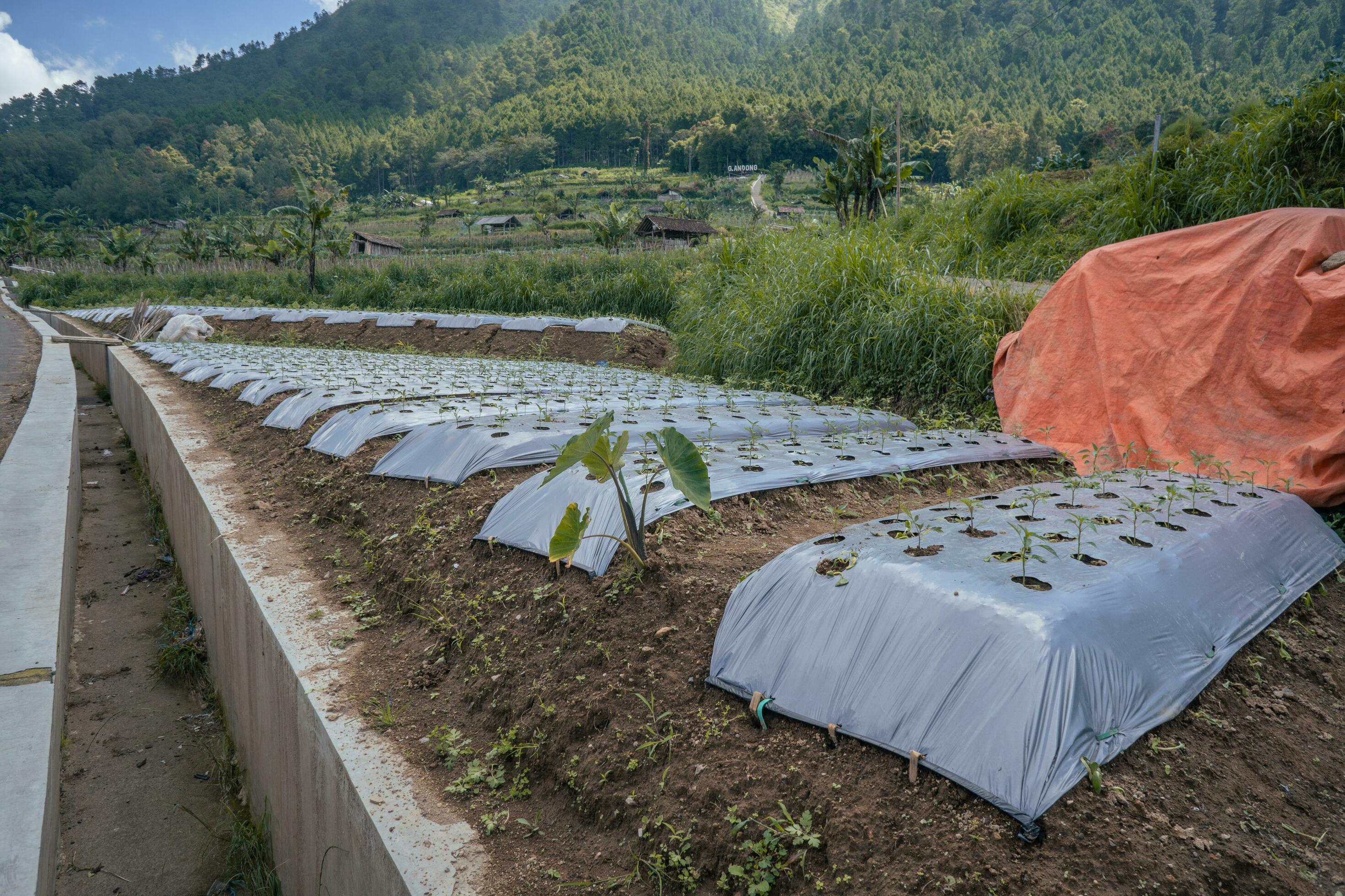 Garden field with terrace method when growing season. The photo is suitable to use for garden field content media, nature poster and farm background. Stock Free