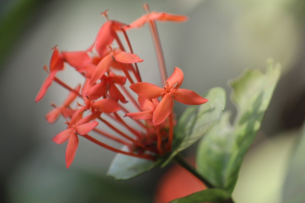 Orange Flowers Closeup Stock Free