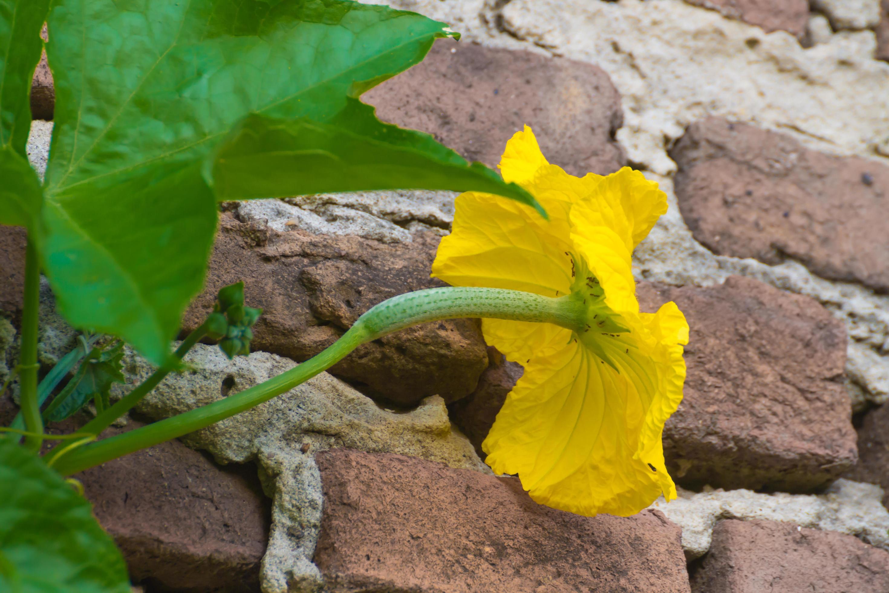 male and female flowers of luffa or vegetable sponge Stock Free