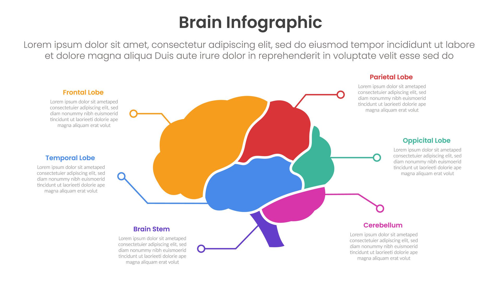 human brain infographic template banner with brain parts and line point description with 6 point list information for slide presentation Free Vector