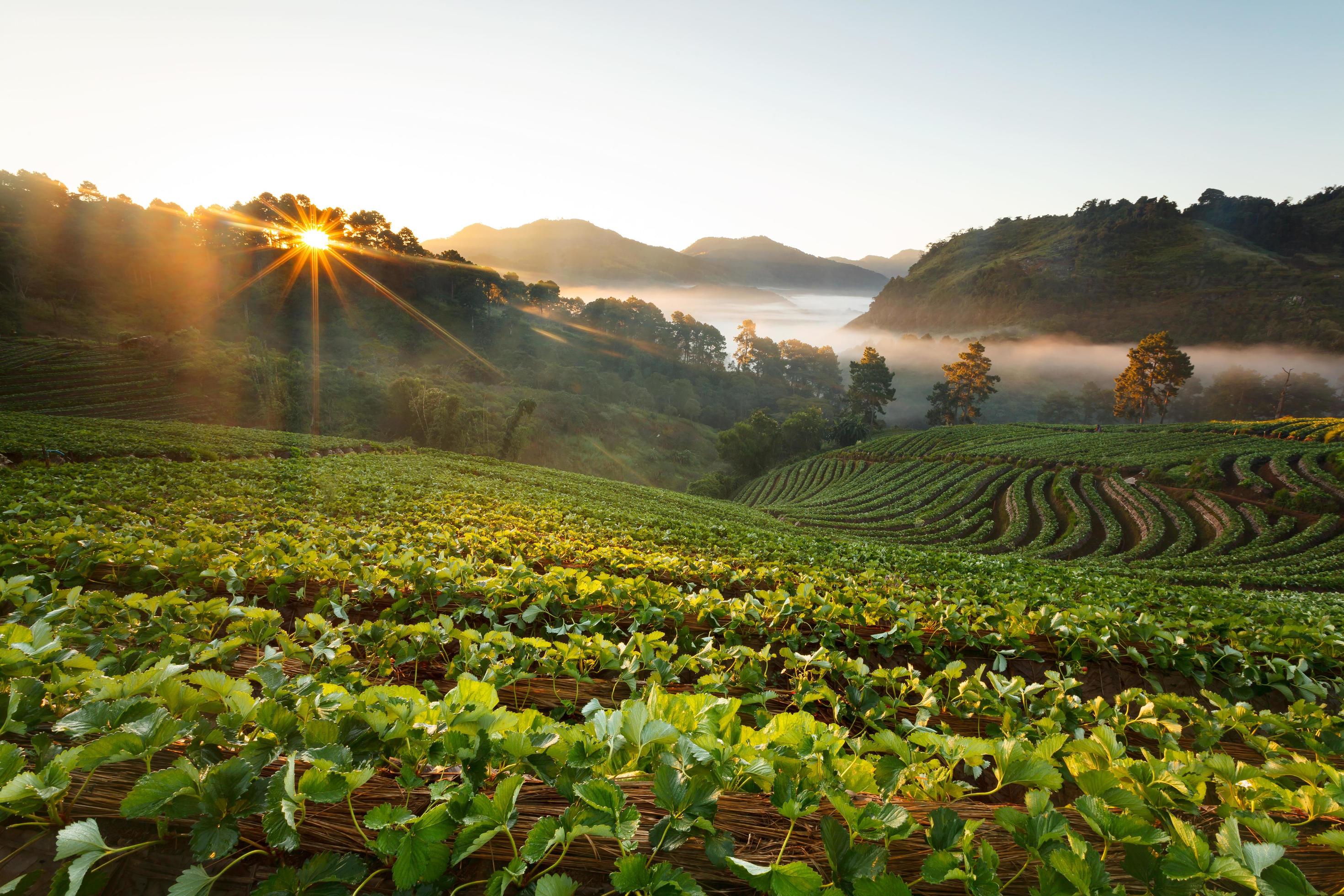 misty morning sunrise in strawberry garden at doi angkhang mountain, chiangmai thailand Stock Free