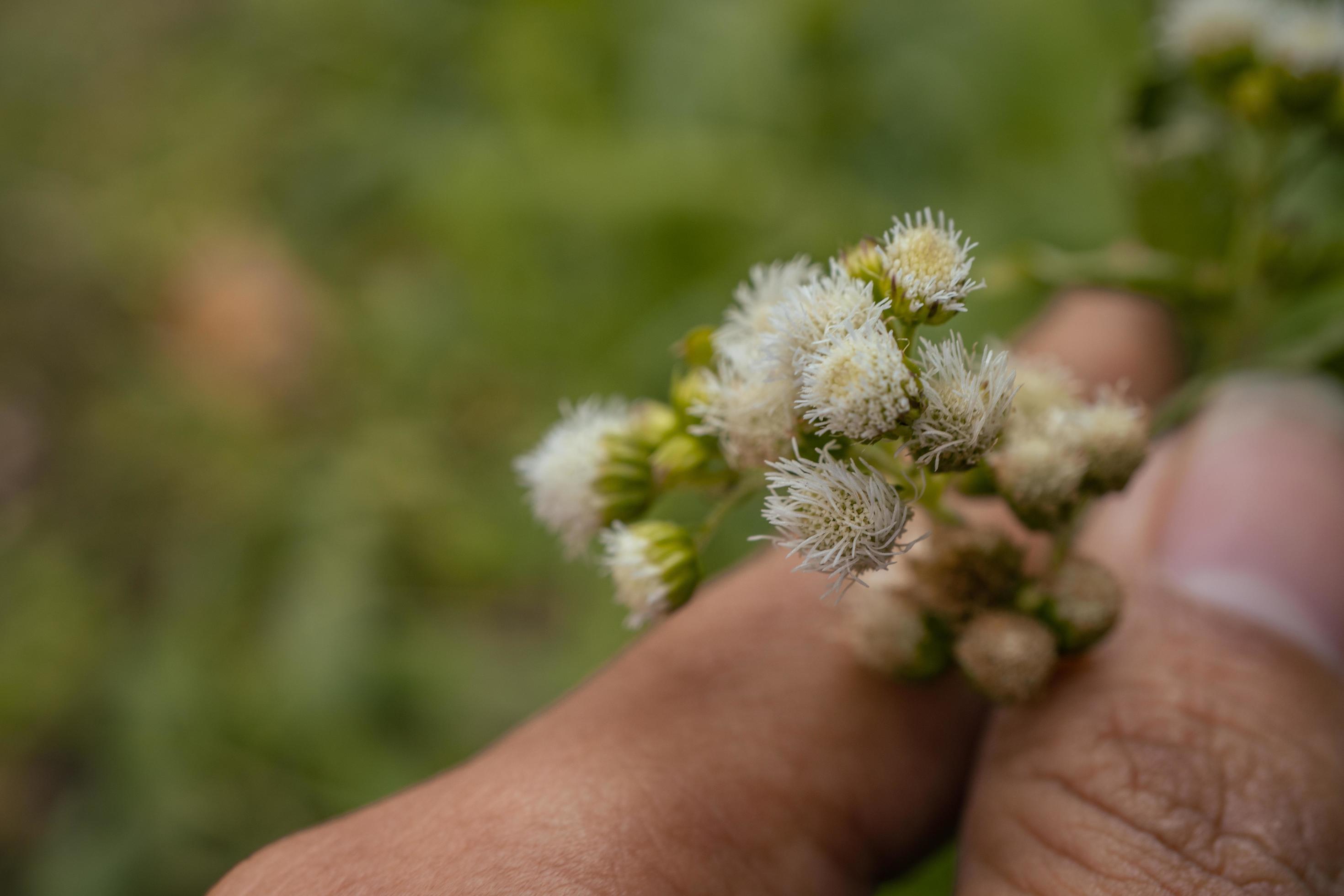 Small white flower buds when springtime on the garden. The photo is suitable to use for flower background, traveler poster and botanical content media. Stock Free