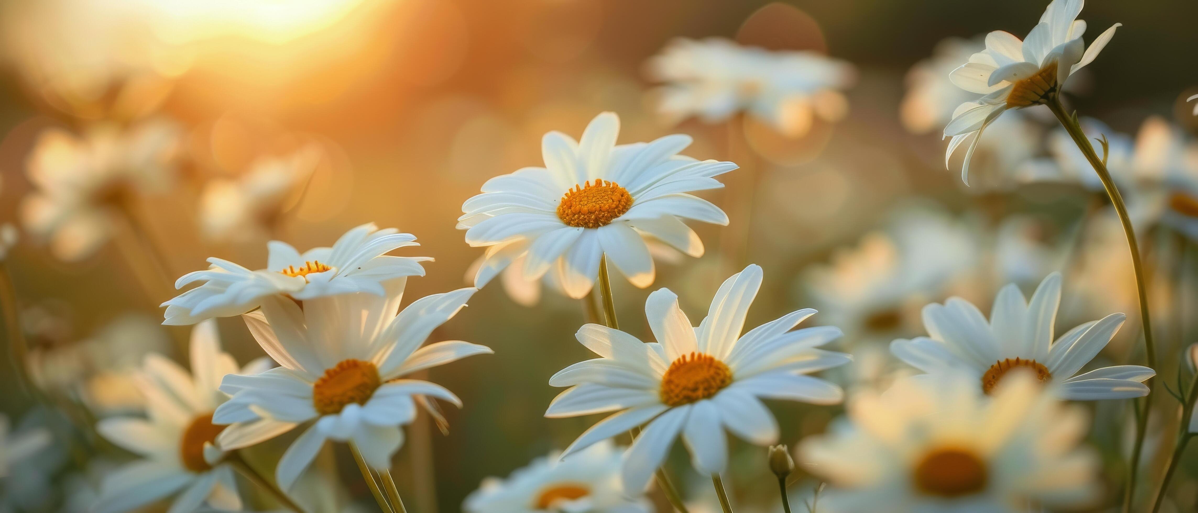 A Field of Daisies With Sun Setting in Background Stock Free