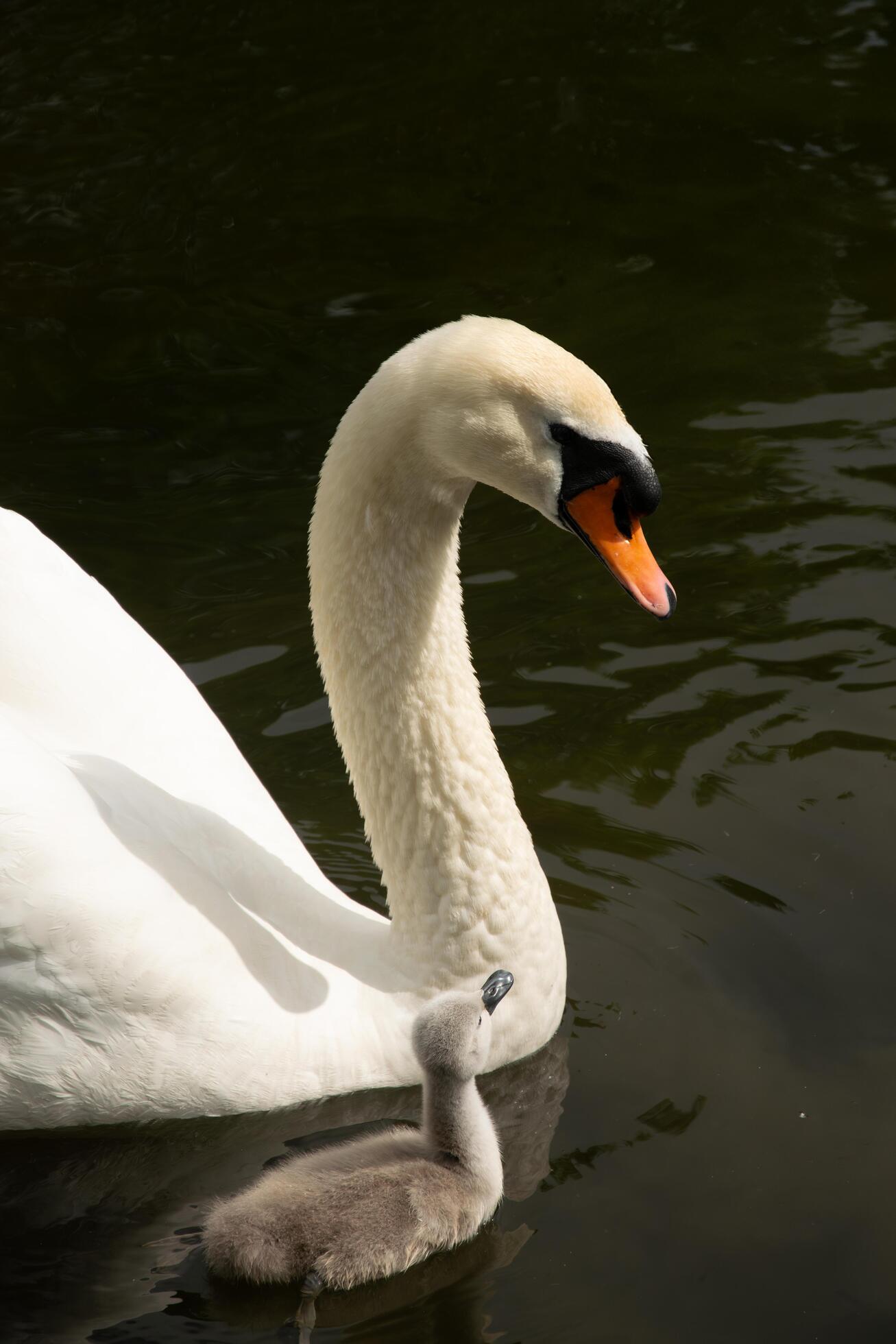 Swan Family at the Lake Stock Free