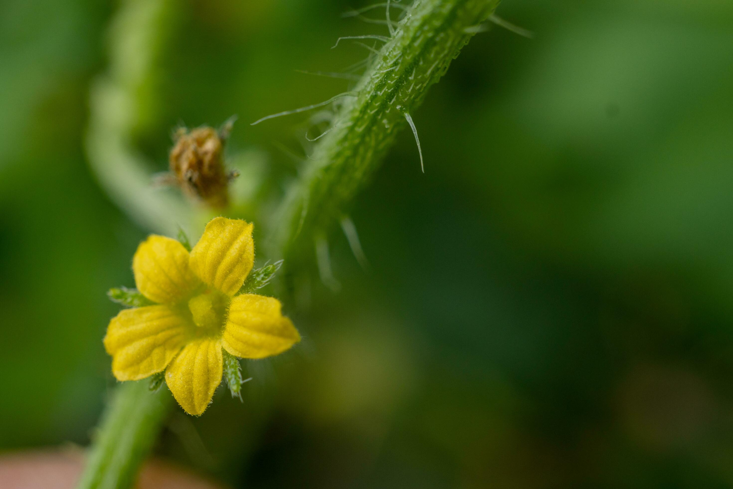 Close up photo of pink and yellow flower hold with hand. The photo is suitable to use for nature background, botanical content media and nature poster. Stock Free